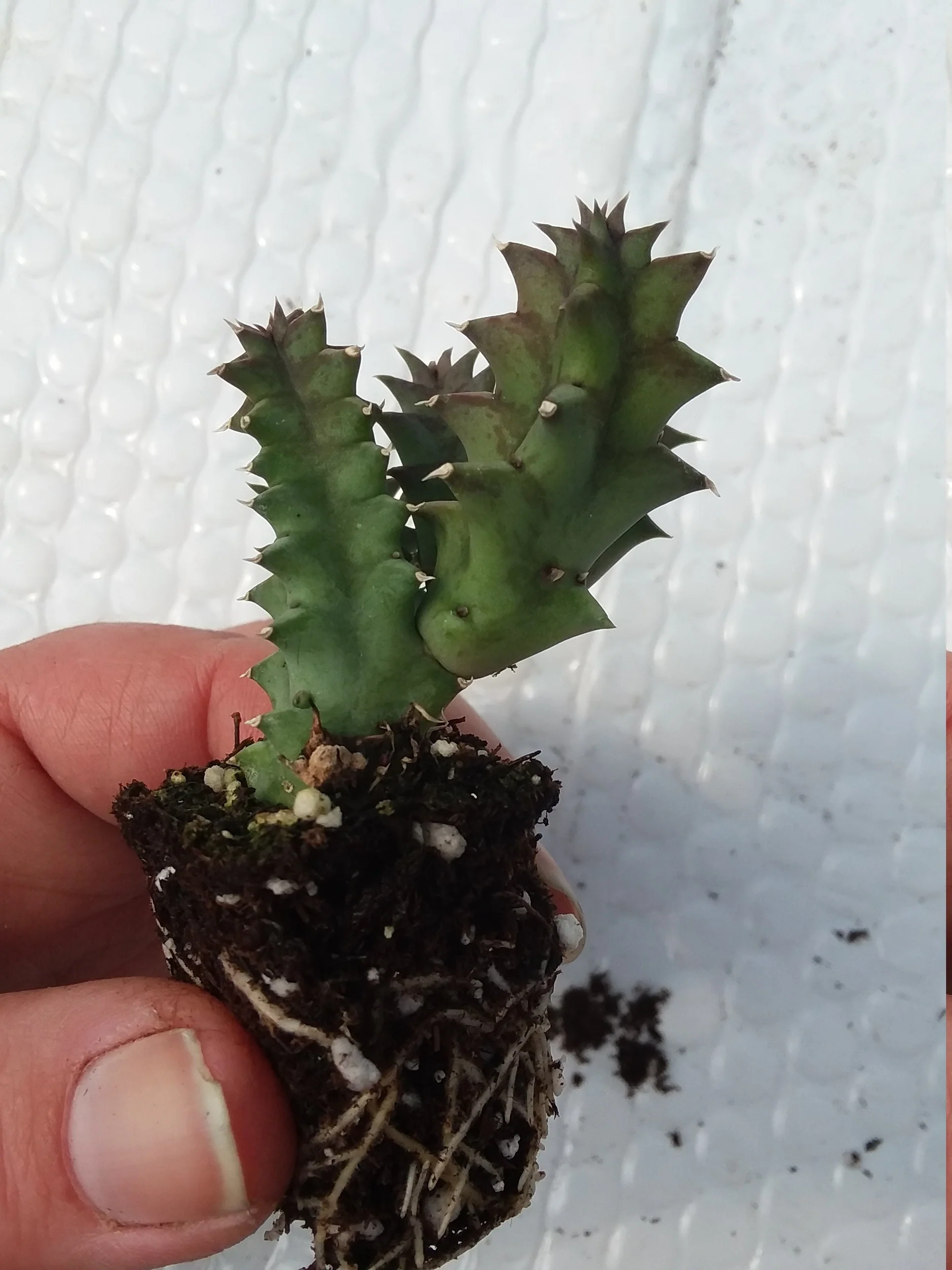 Huernia Zebrina Starter - Image 2