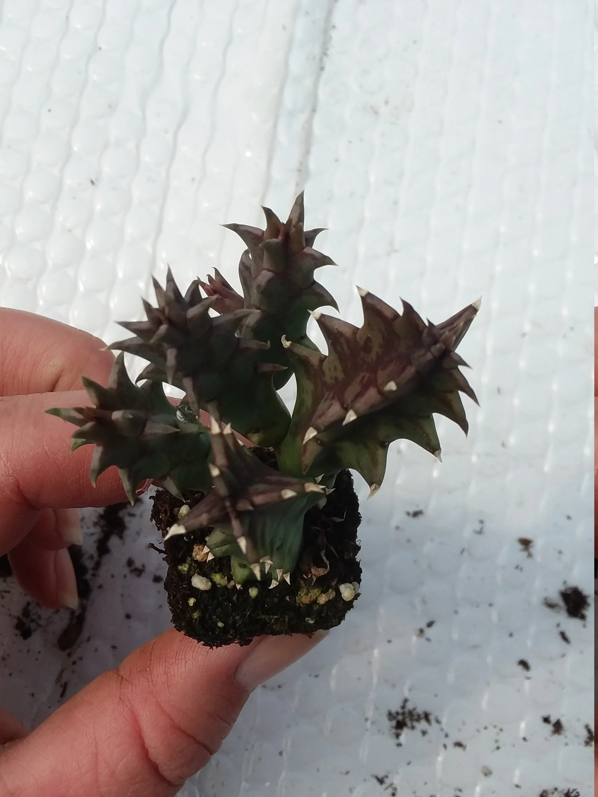Huernia Zebrina Starter - Image 3