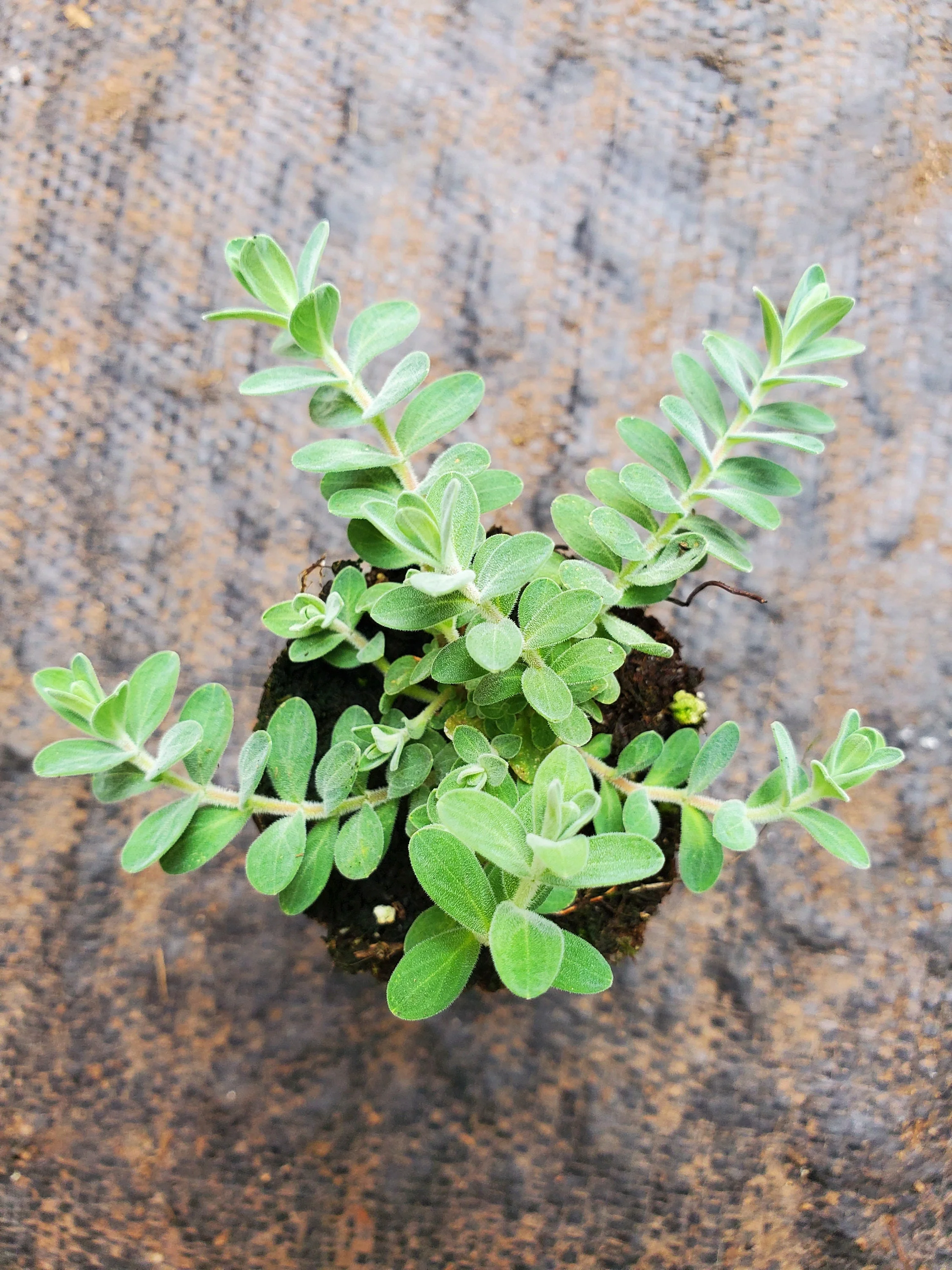 Hypericum Cerastoides Silvana