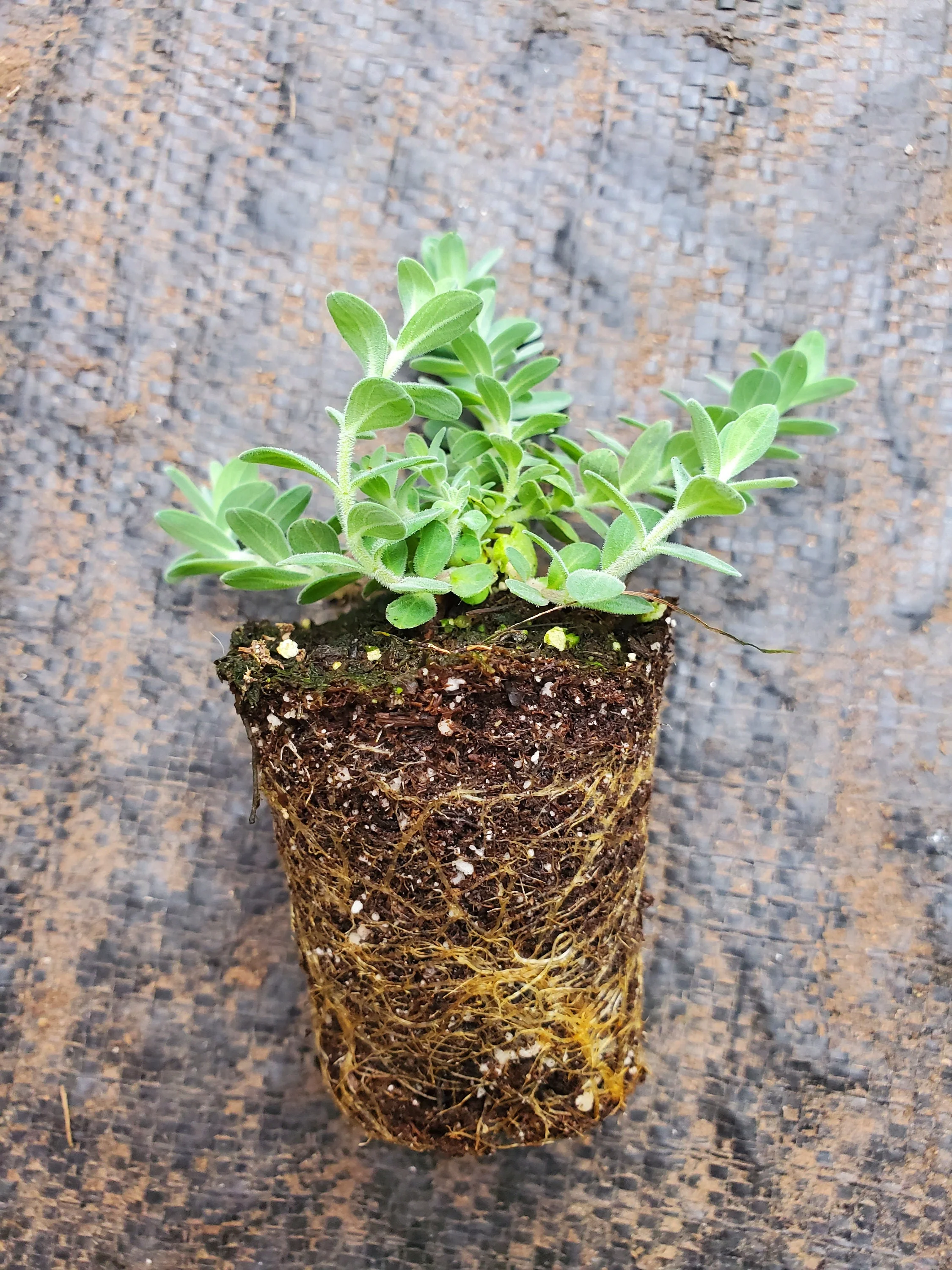 Hypericum Cerastoides Silvana - Image 2