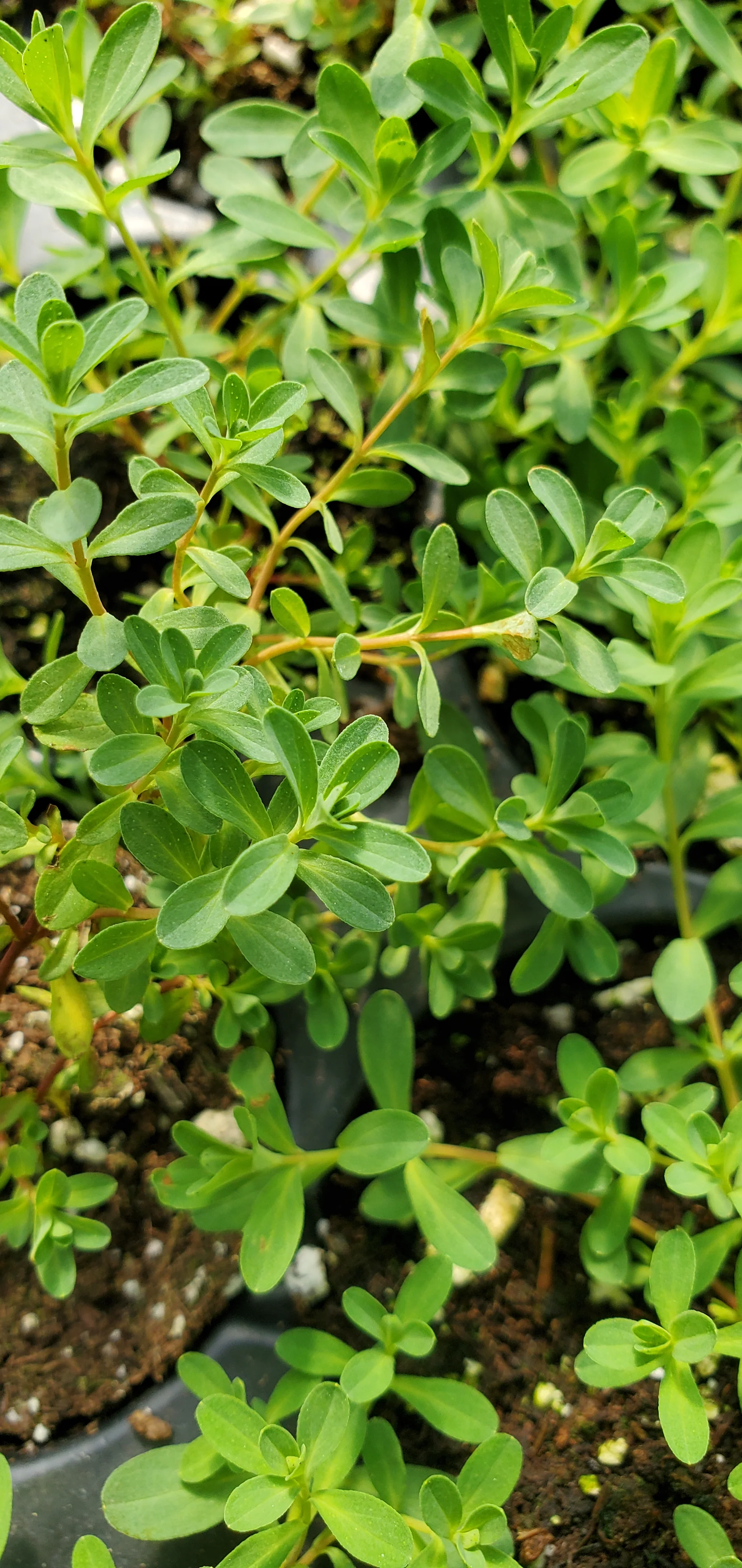 Hypericum perforatum starter plant  st. John's wort - Image 2