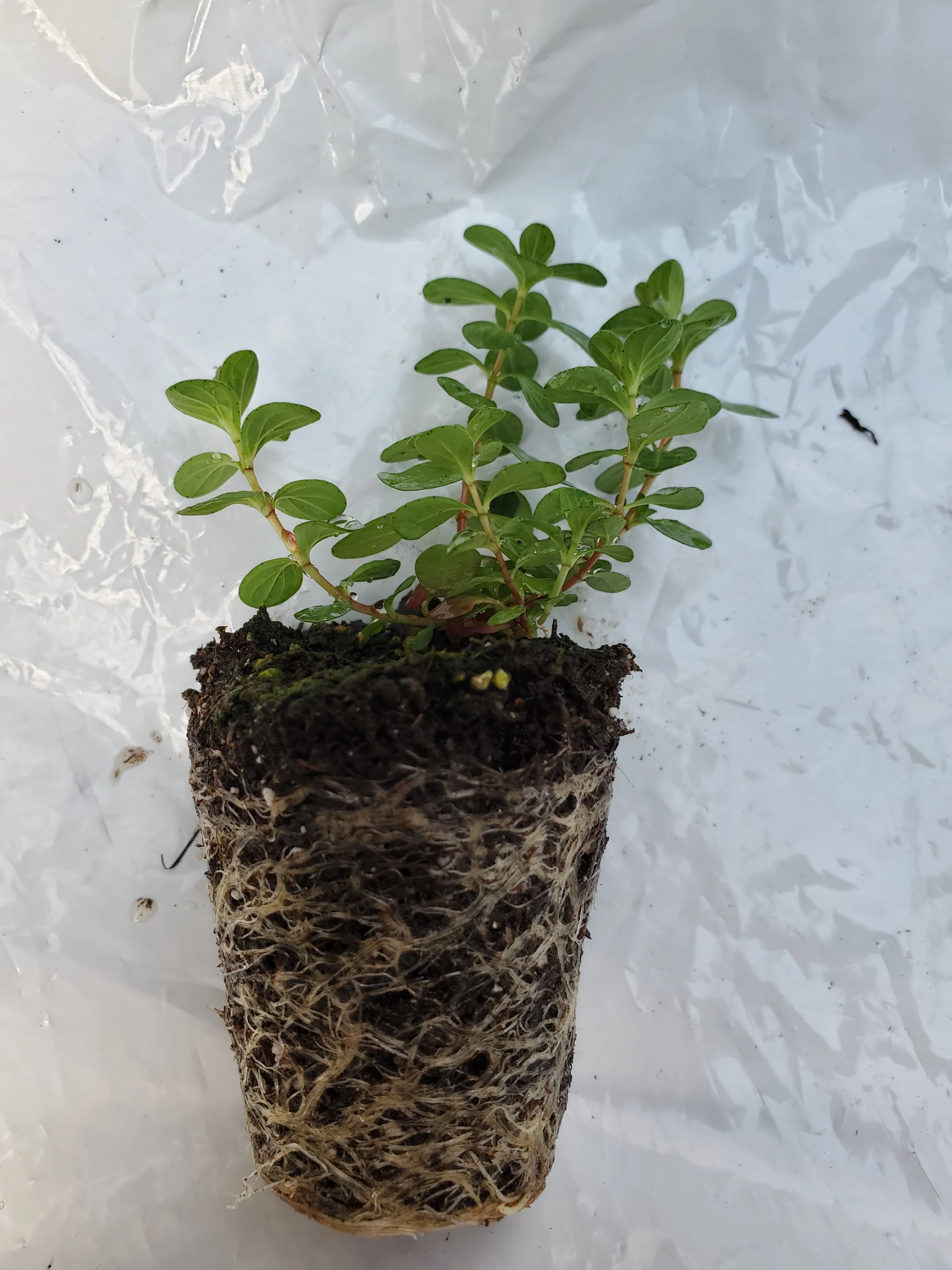 Hypericum perforatum - Image 2