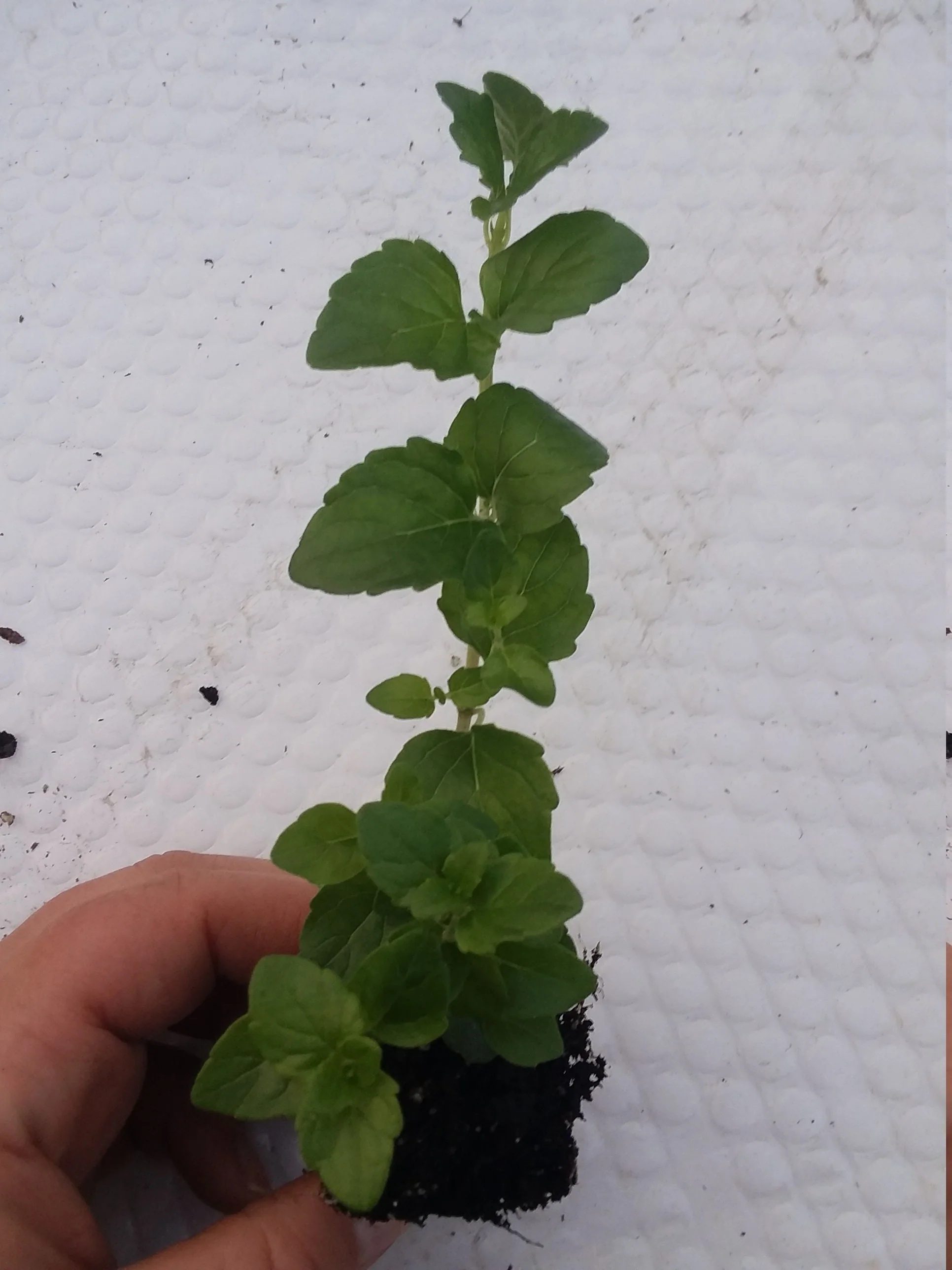 Indian Mint Satureja douglassii - Image 3