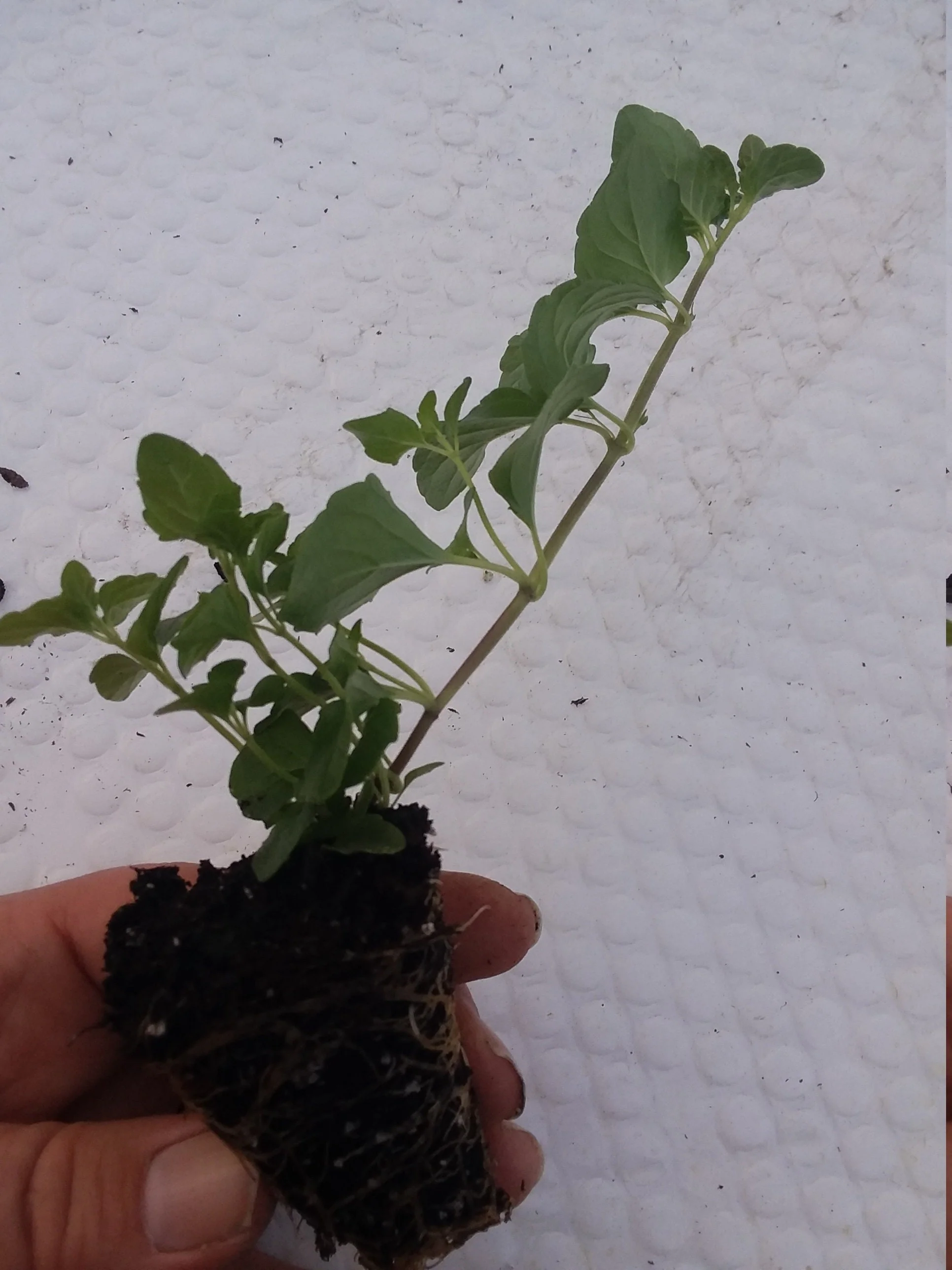 Indian Mint Satureja douglassii - Image 4