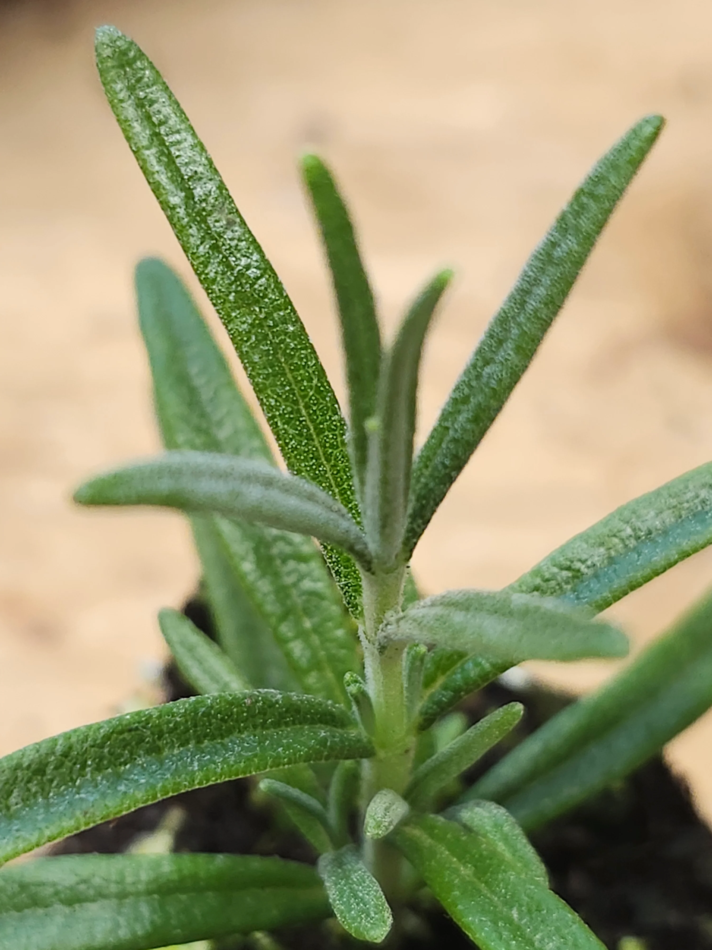 Ingauno Rosemary - Image 2