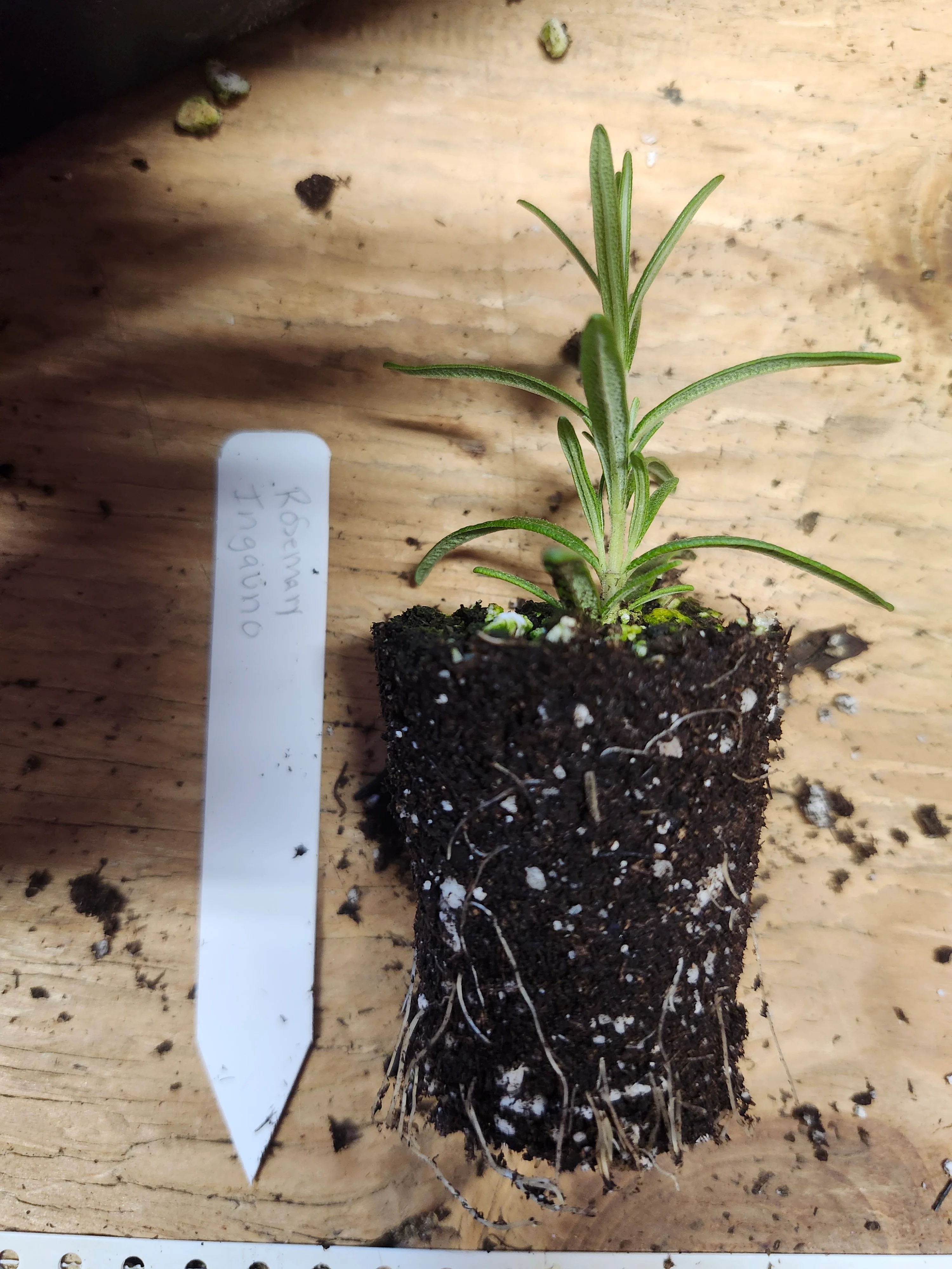Ingauno Rosemary - Image 3