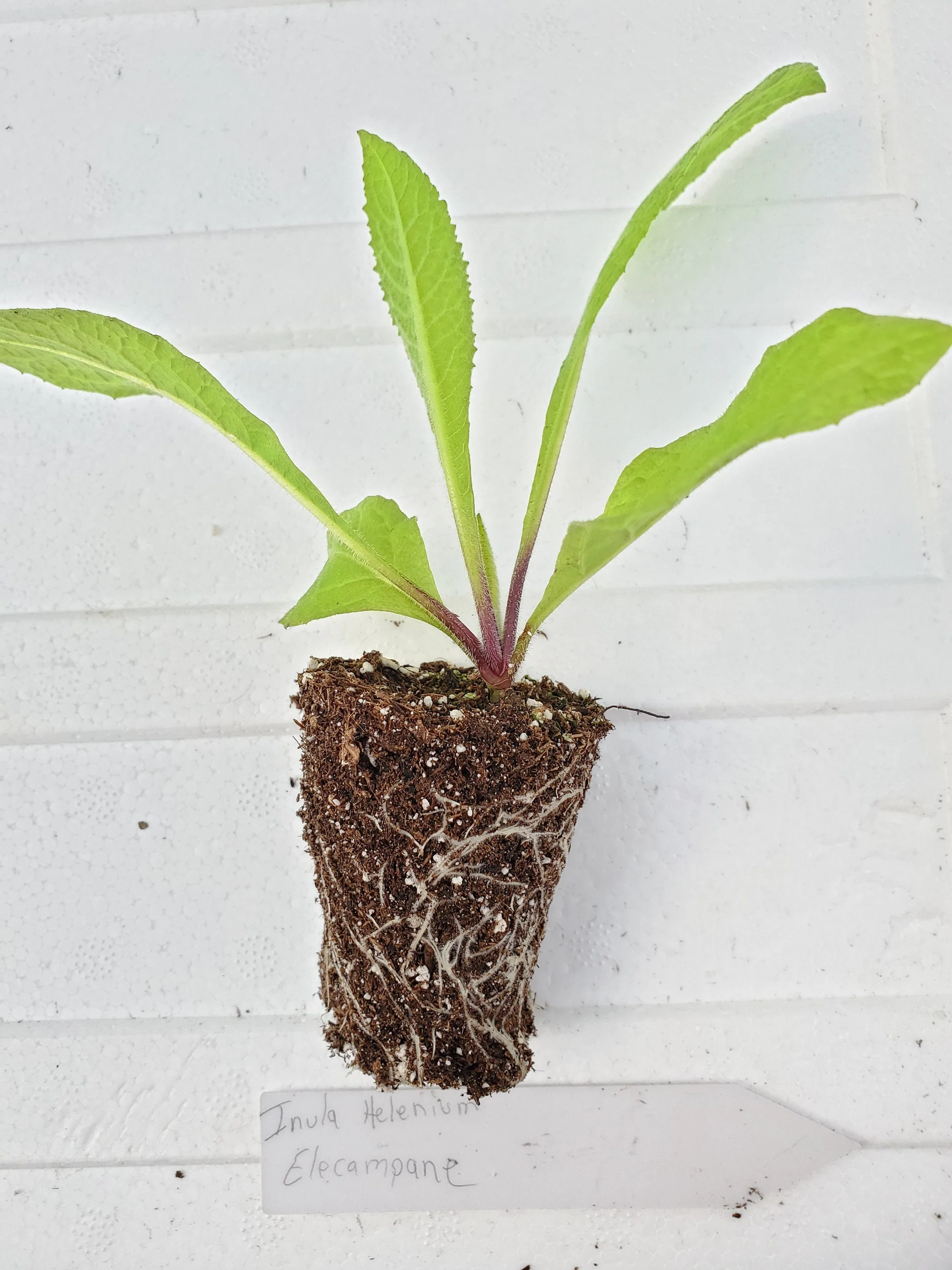 Inula Helenium Elecampane - Image 2