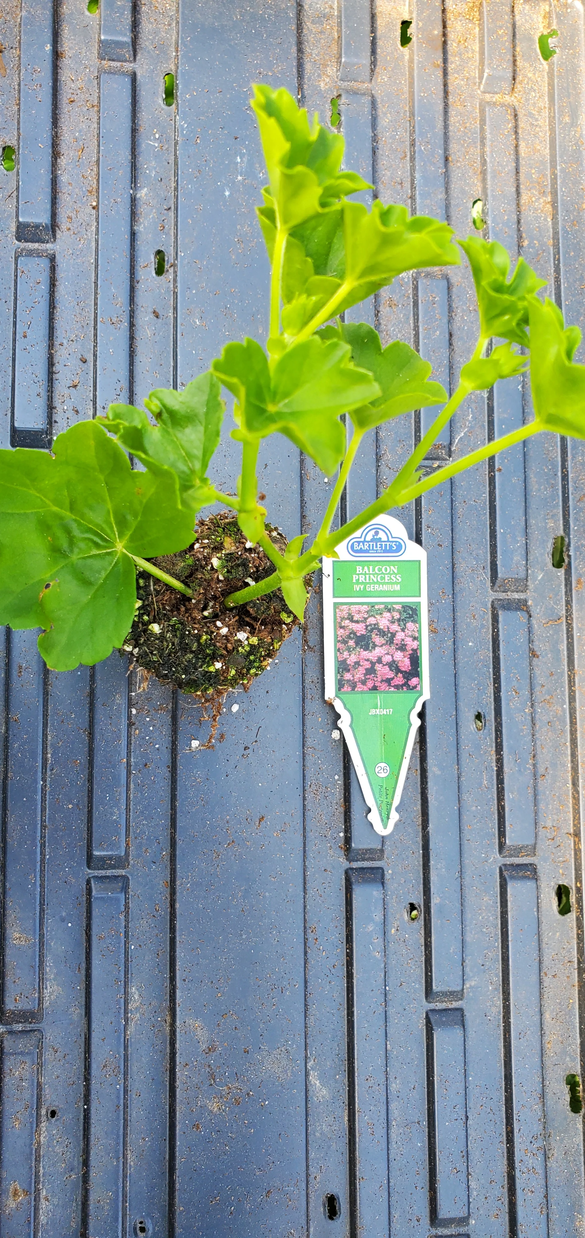 Ivy Geranium Balcon Princess