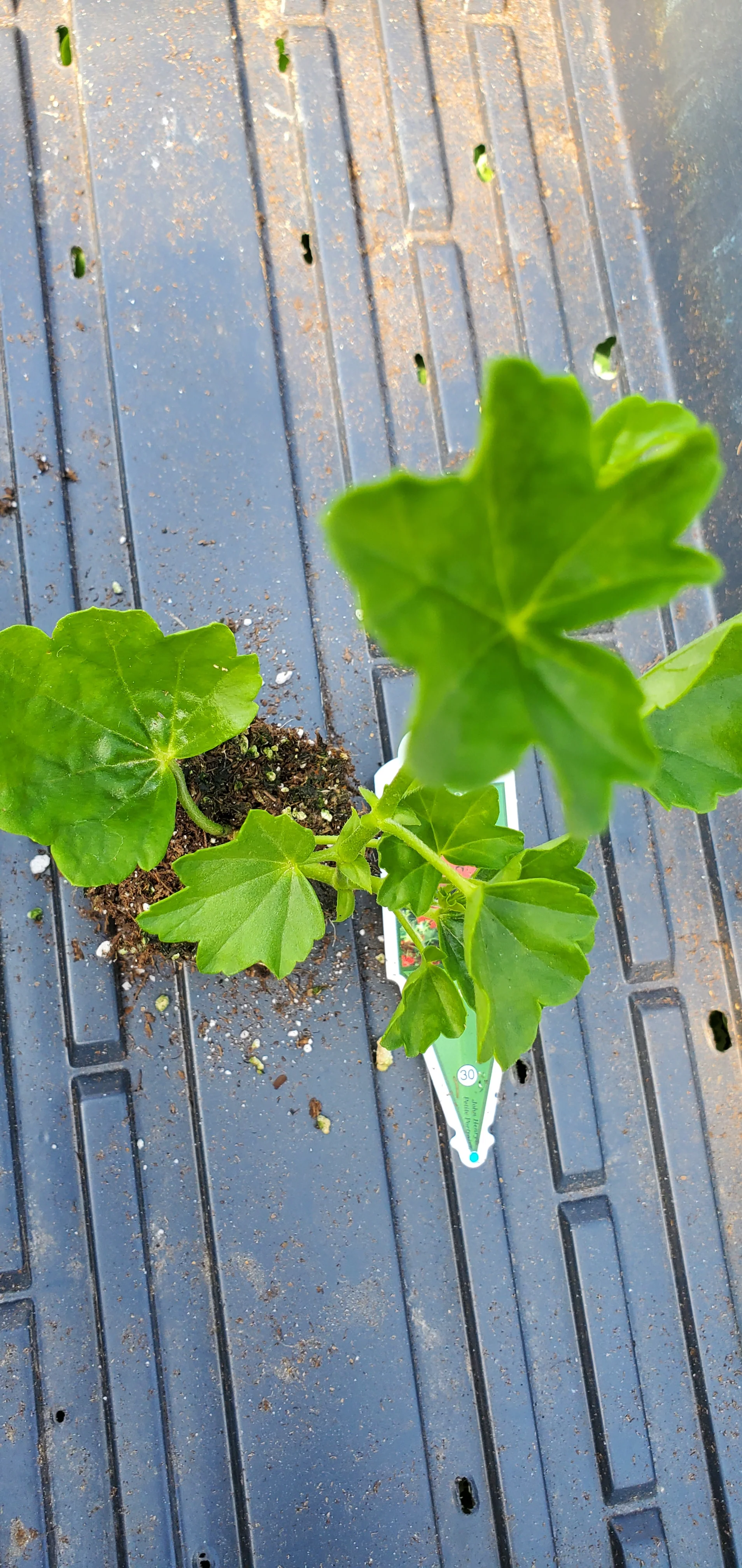 Ivy Geranium Balcon Royale