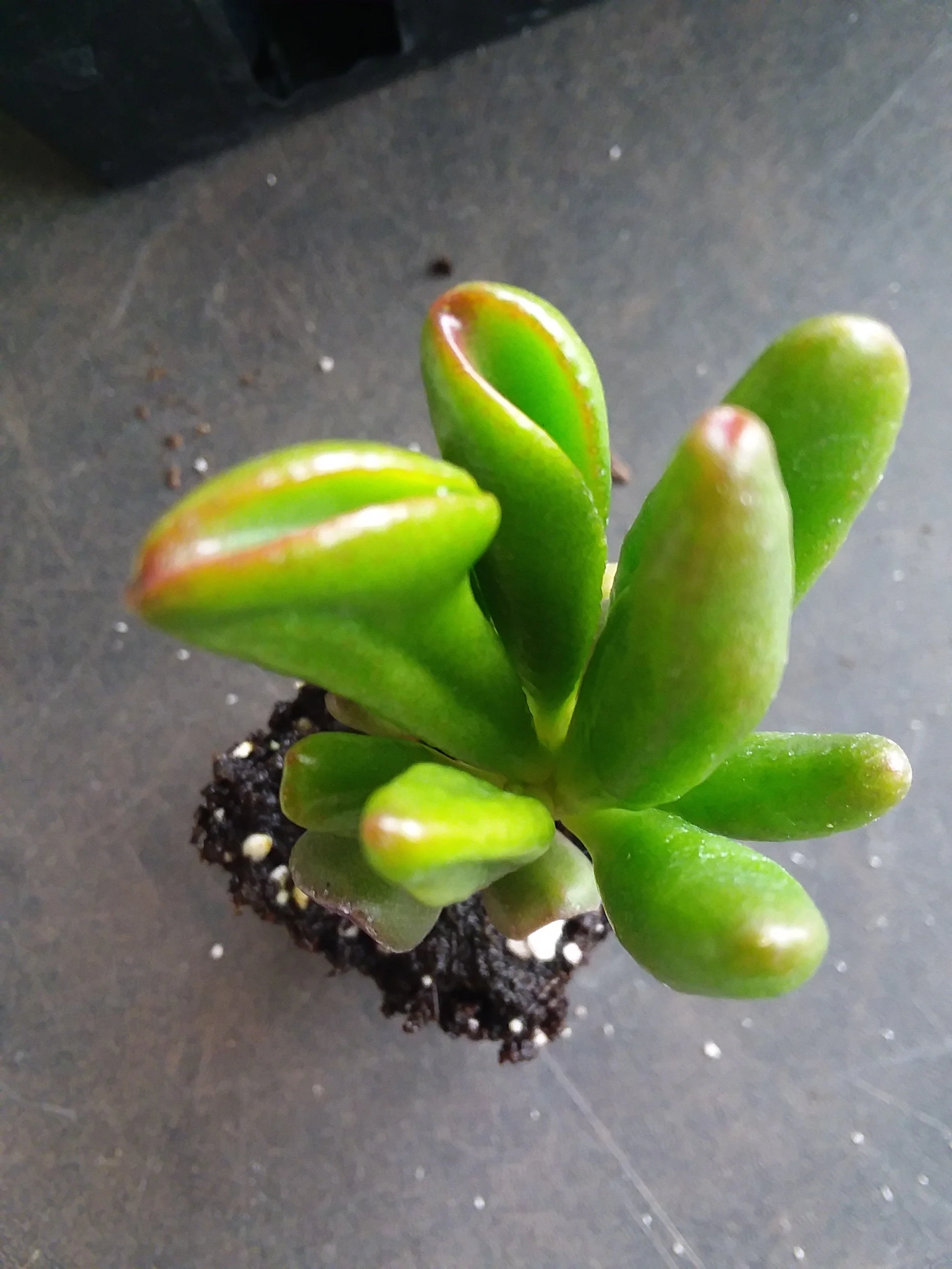Jade crassula ovata gollum starter