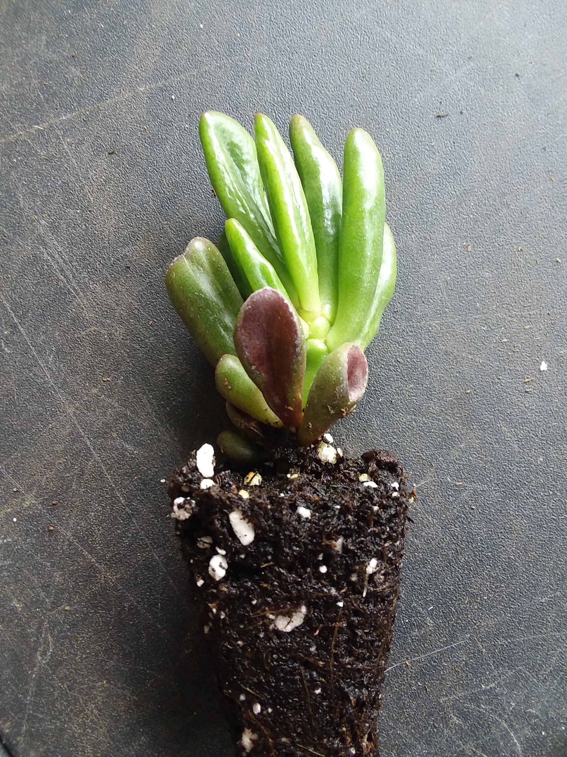 Jade crassula ovata gollum starter - Image 2