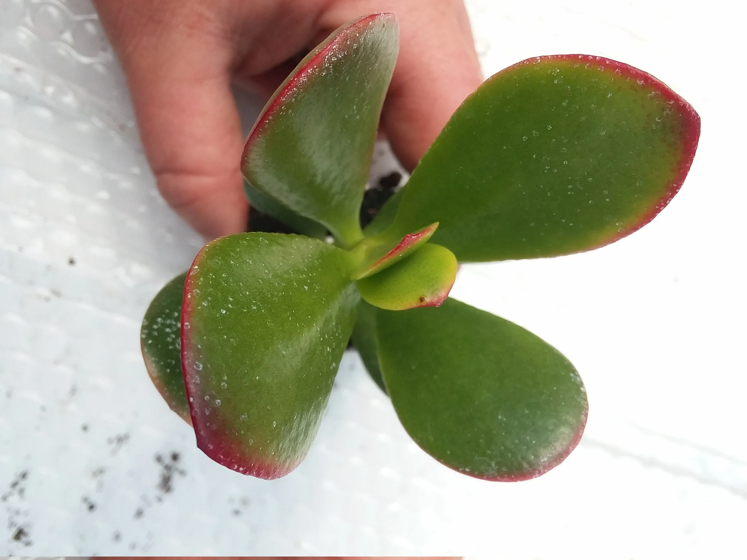 Jade starter crassula ovata