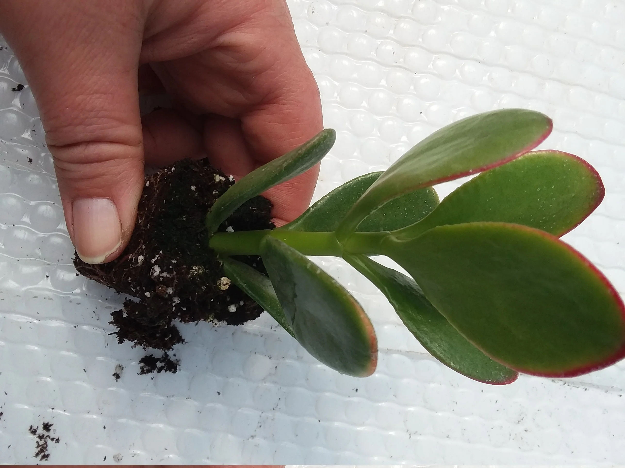 Jade starter crassula ovata - Image 2