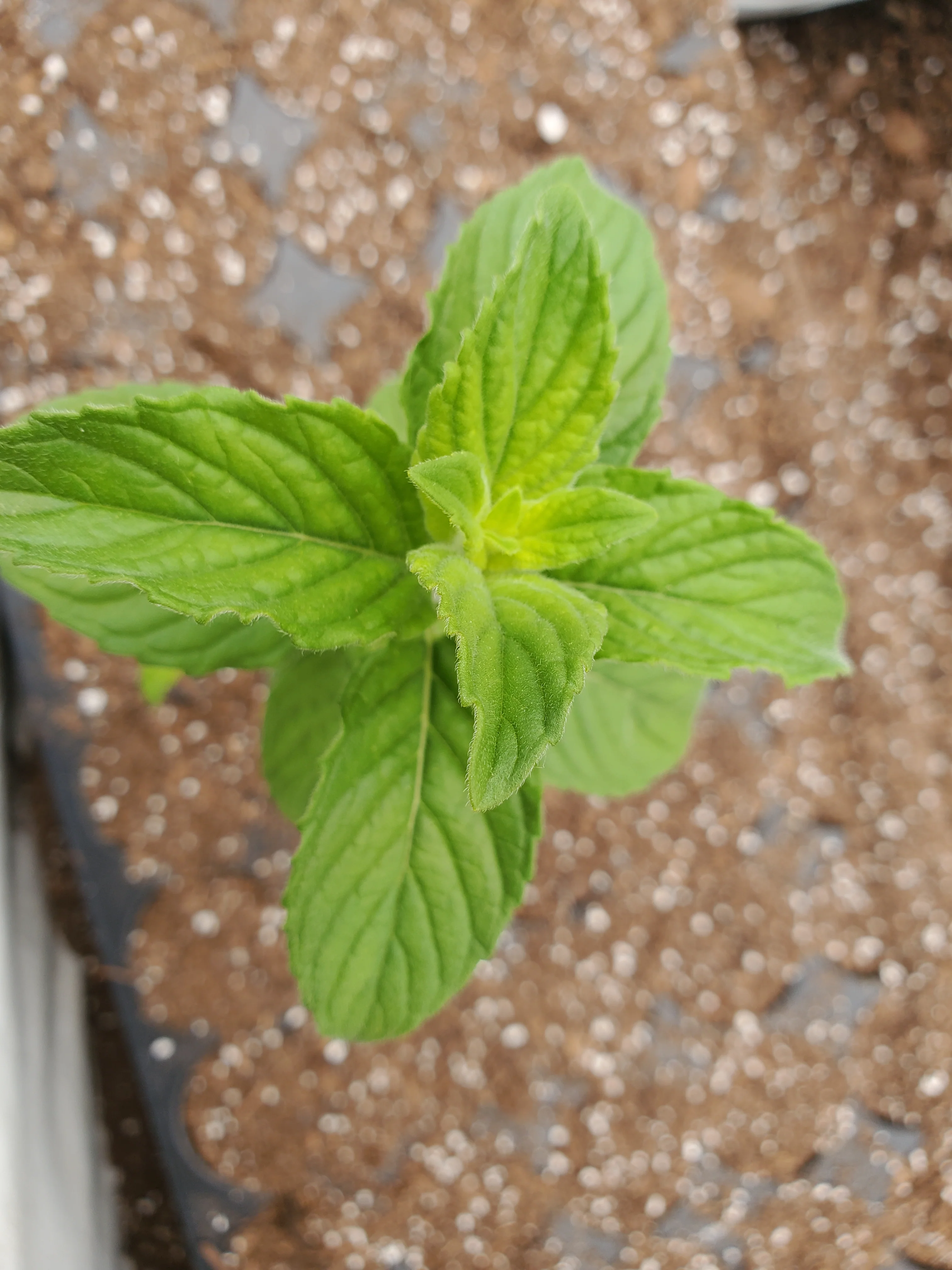 Mentha Canadensis