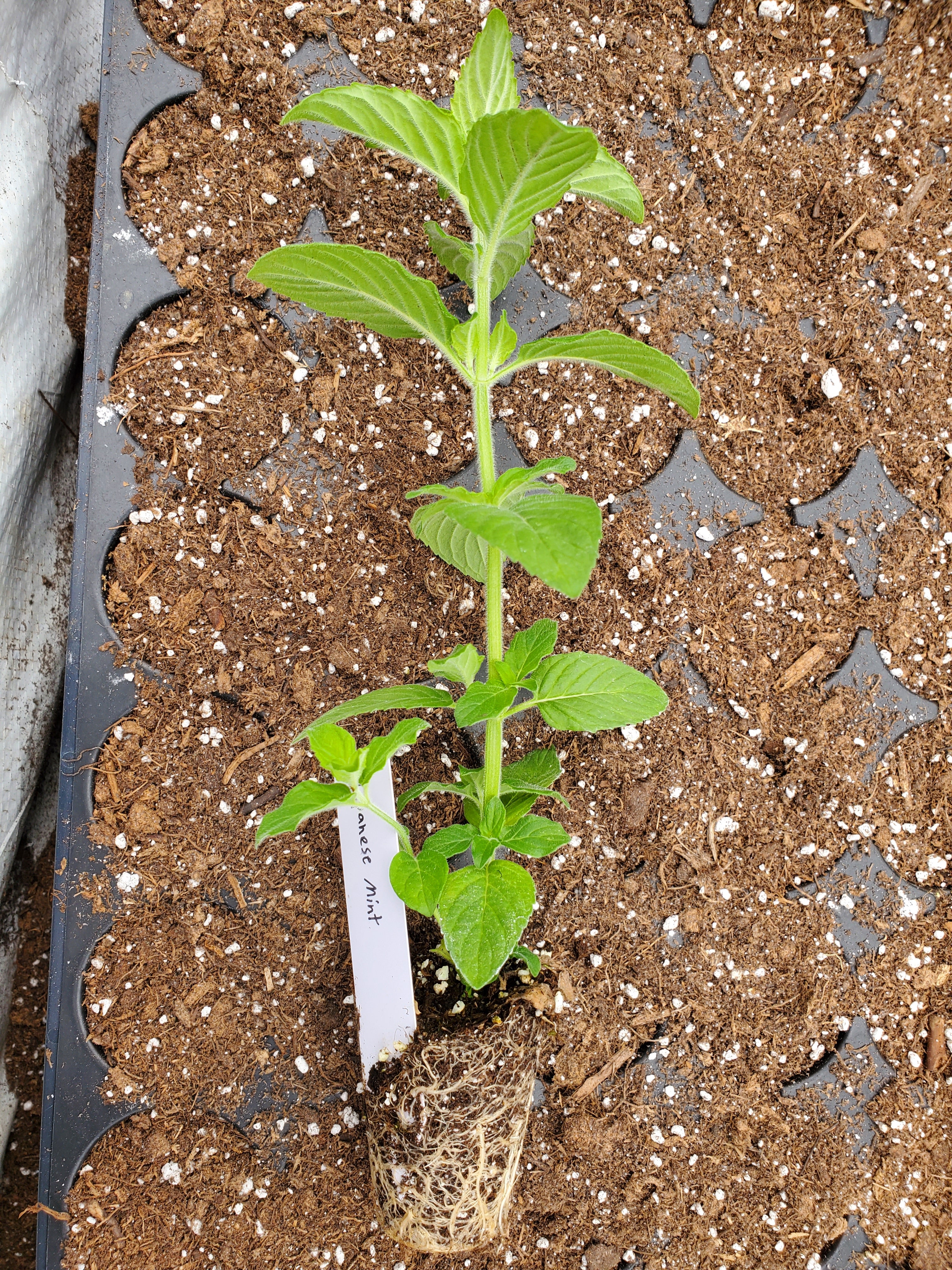 Mentha Canadensis - Image 2