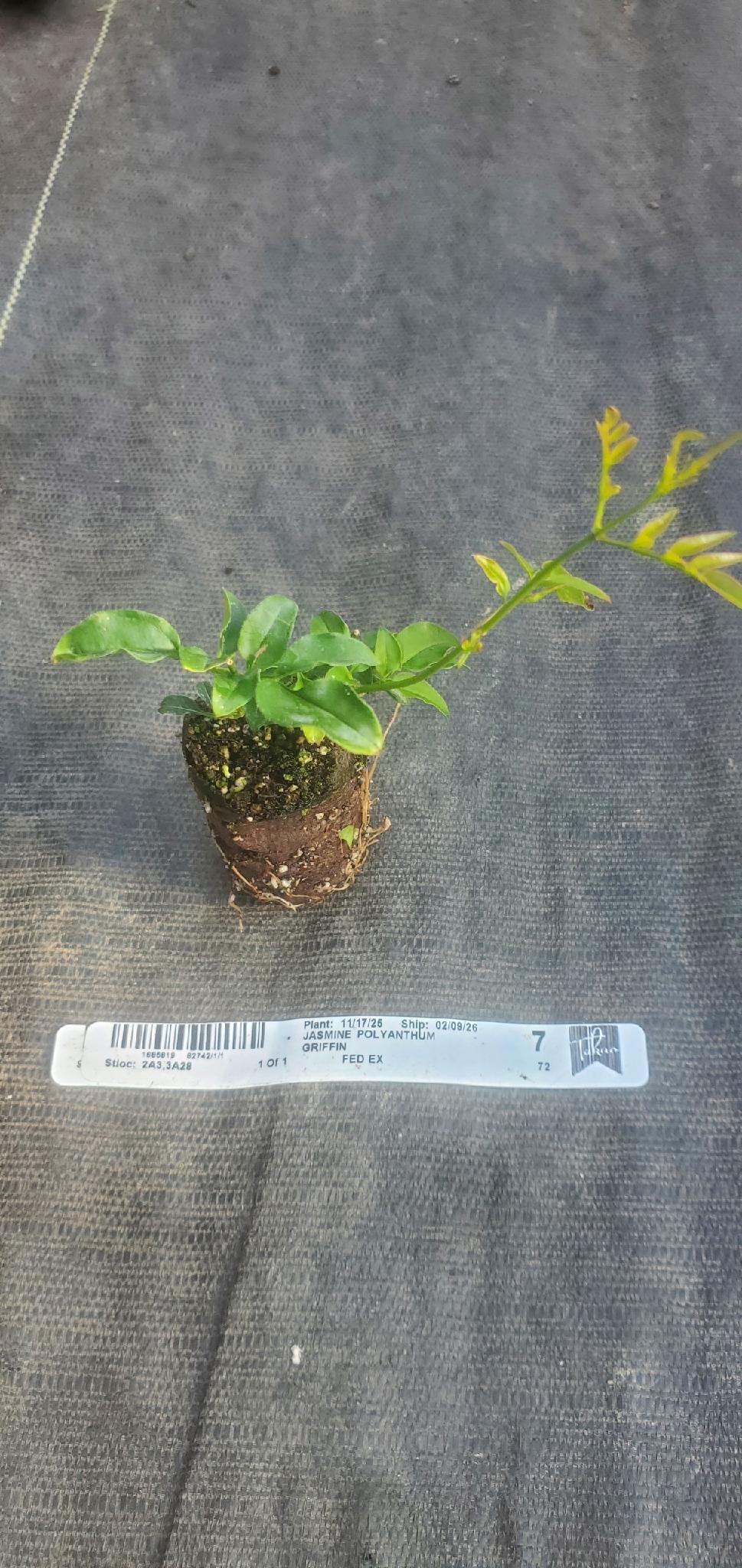 Jasmine polyanthum - Image 3