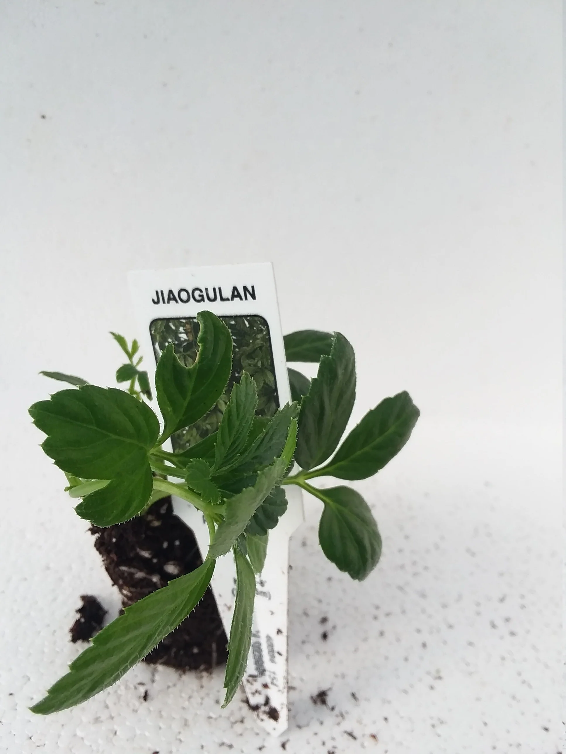 Jiaogulan Gymnostemma Pentaphyllum - Image 2