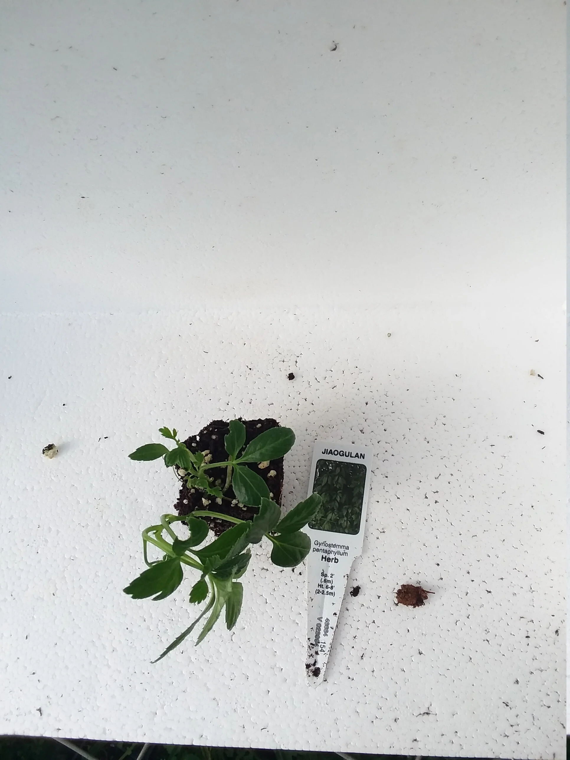 Jiaogulan Gymnostemma Pentaphyllum - Image 3
