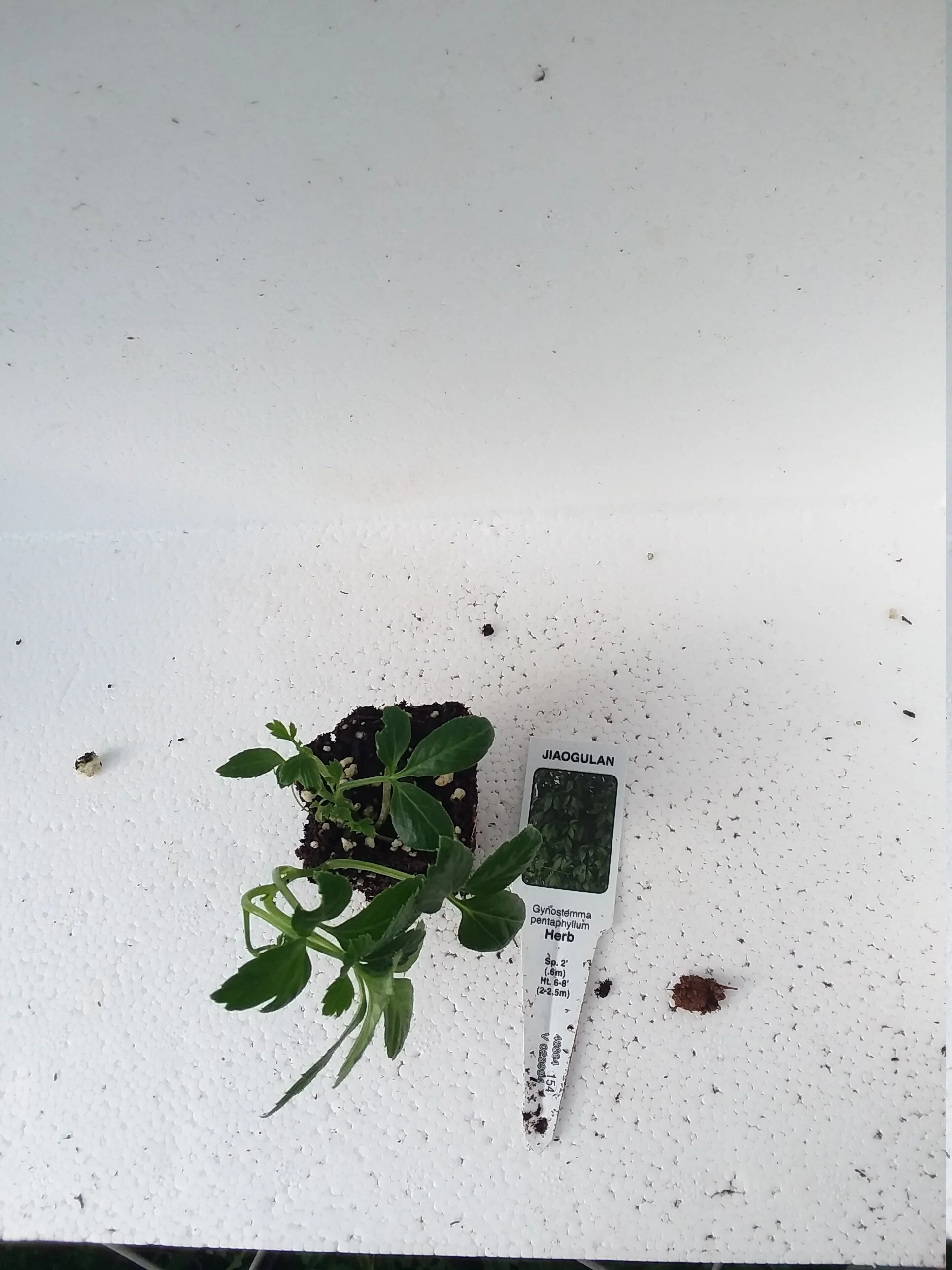 Jiaogulan Gymnostemma Pentaphyllum - Image 4