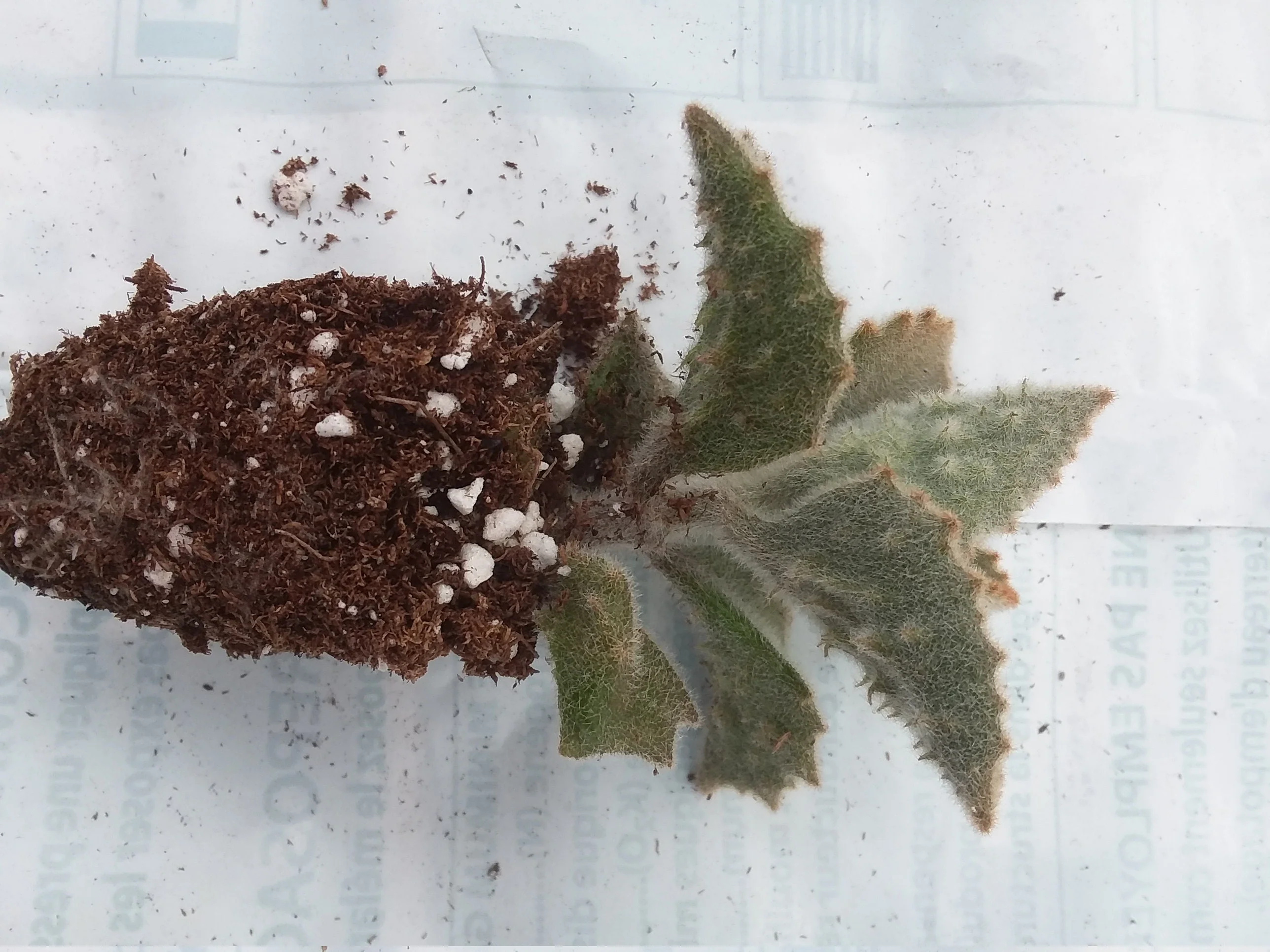 Kalanchoe beharensis Fang - Image 2