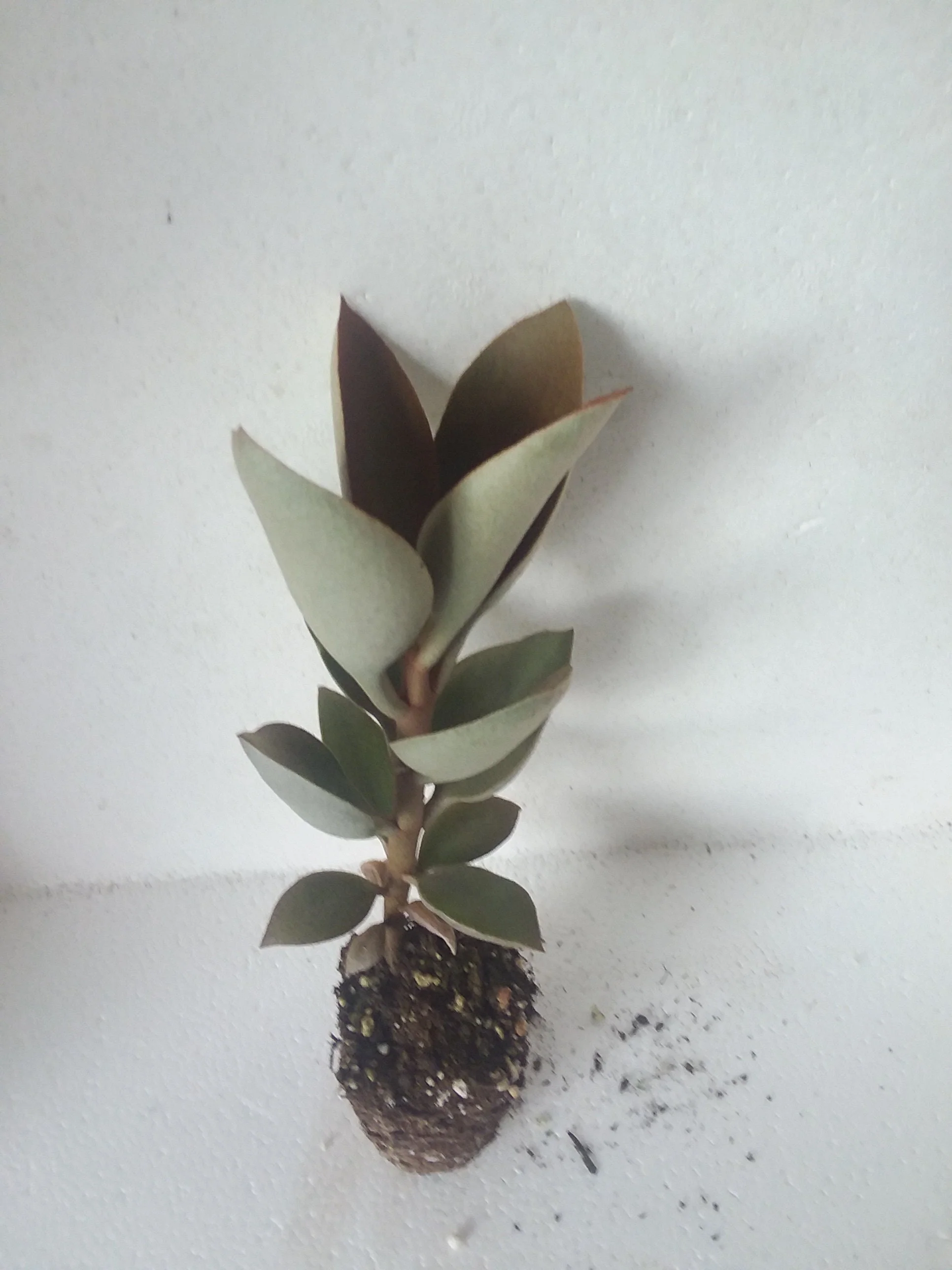 Kalanchoe Copper Spoons - Image 2