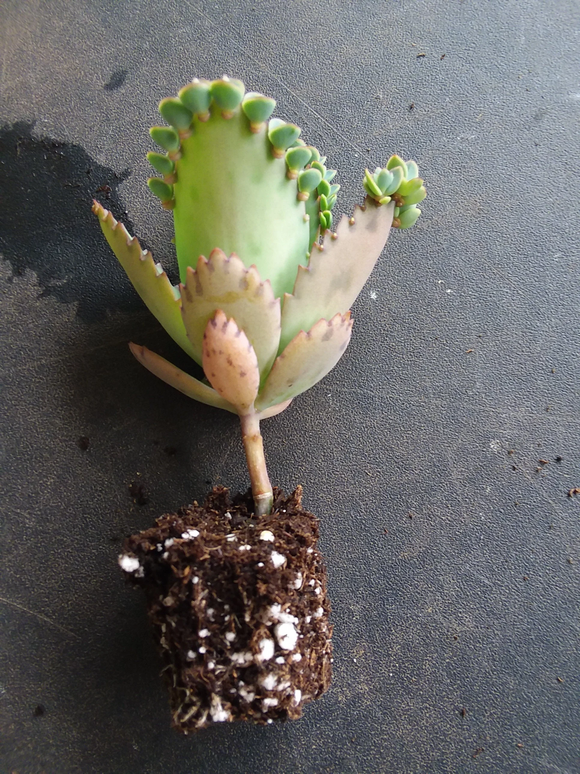 Kalanchoe laetivirens starter succulent plant - Image 2