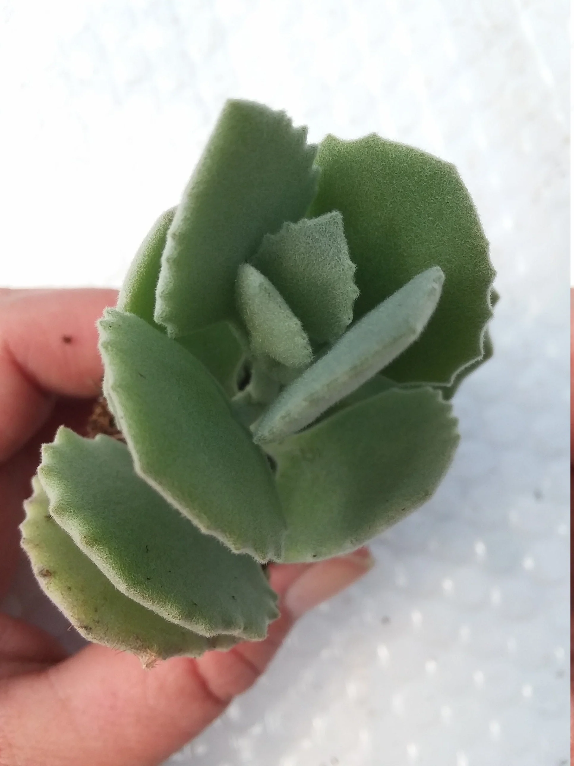 Kalanchoe Millottii Starter