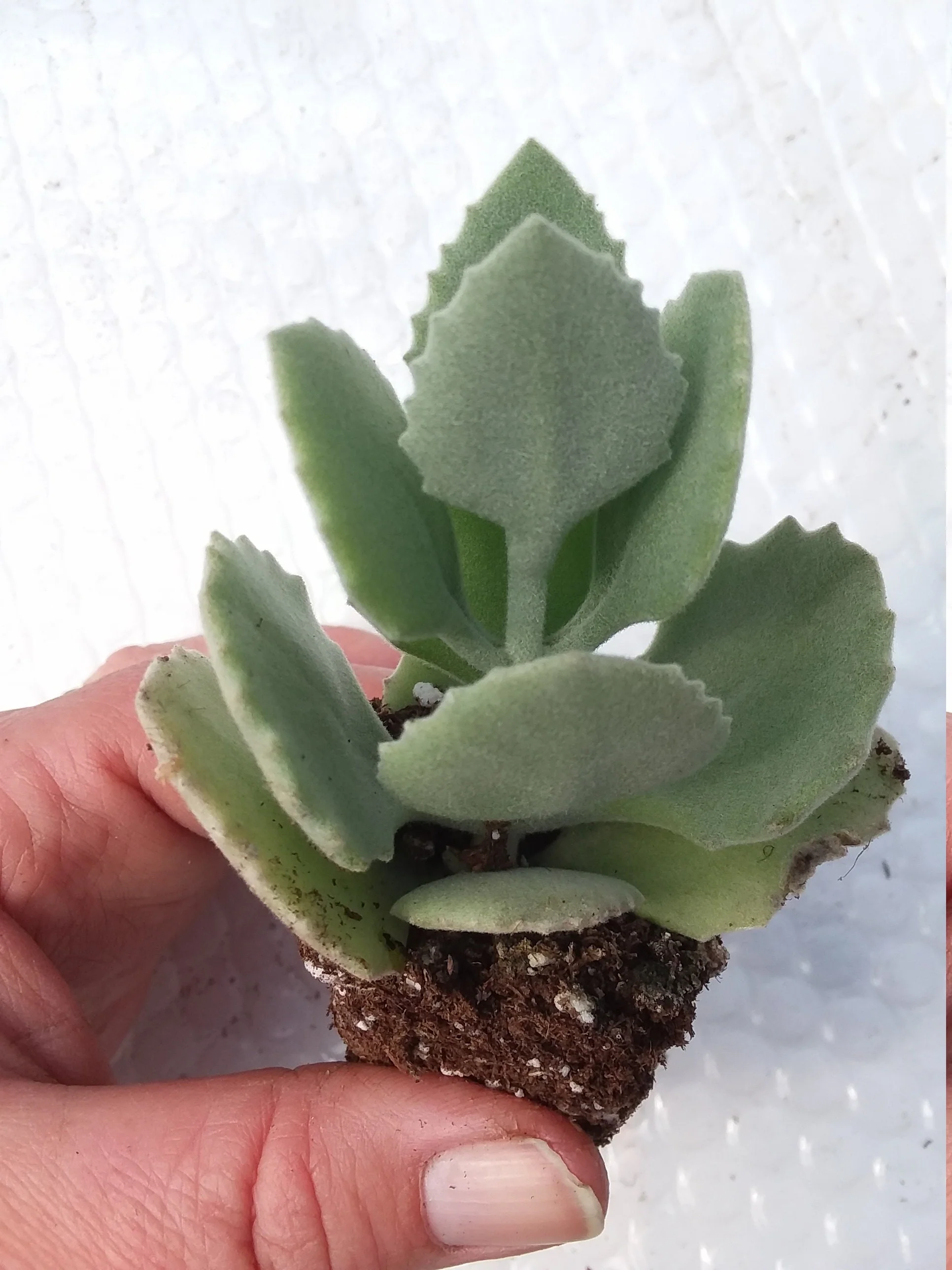 Kalanchoe Millottii Starter - Image 2