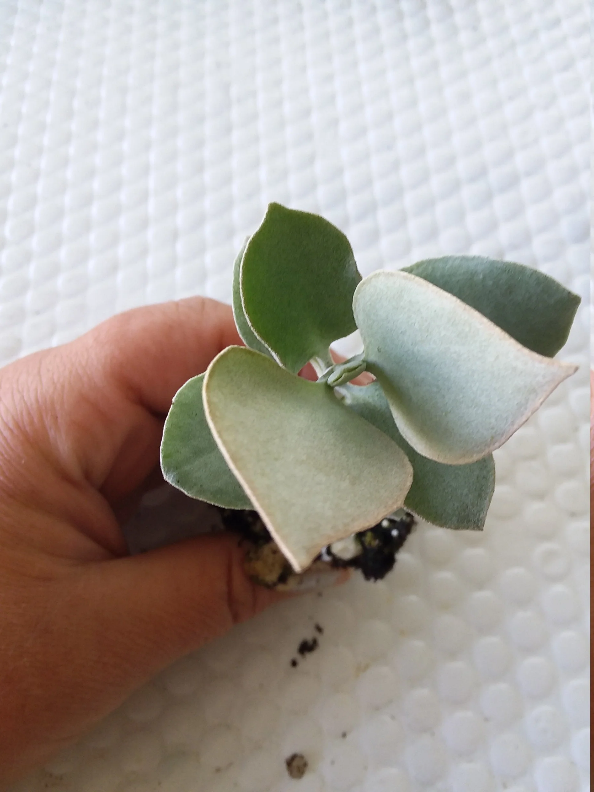 Kalanchoe Silver Teaspoons