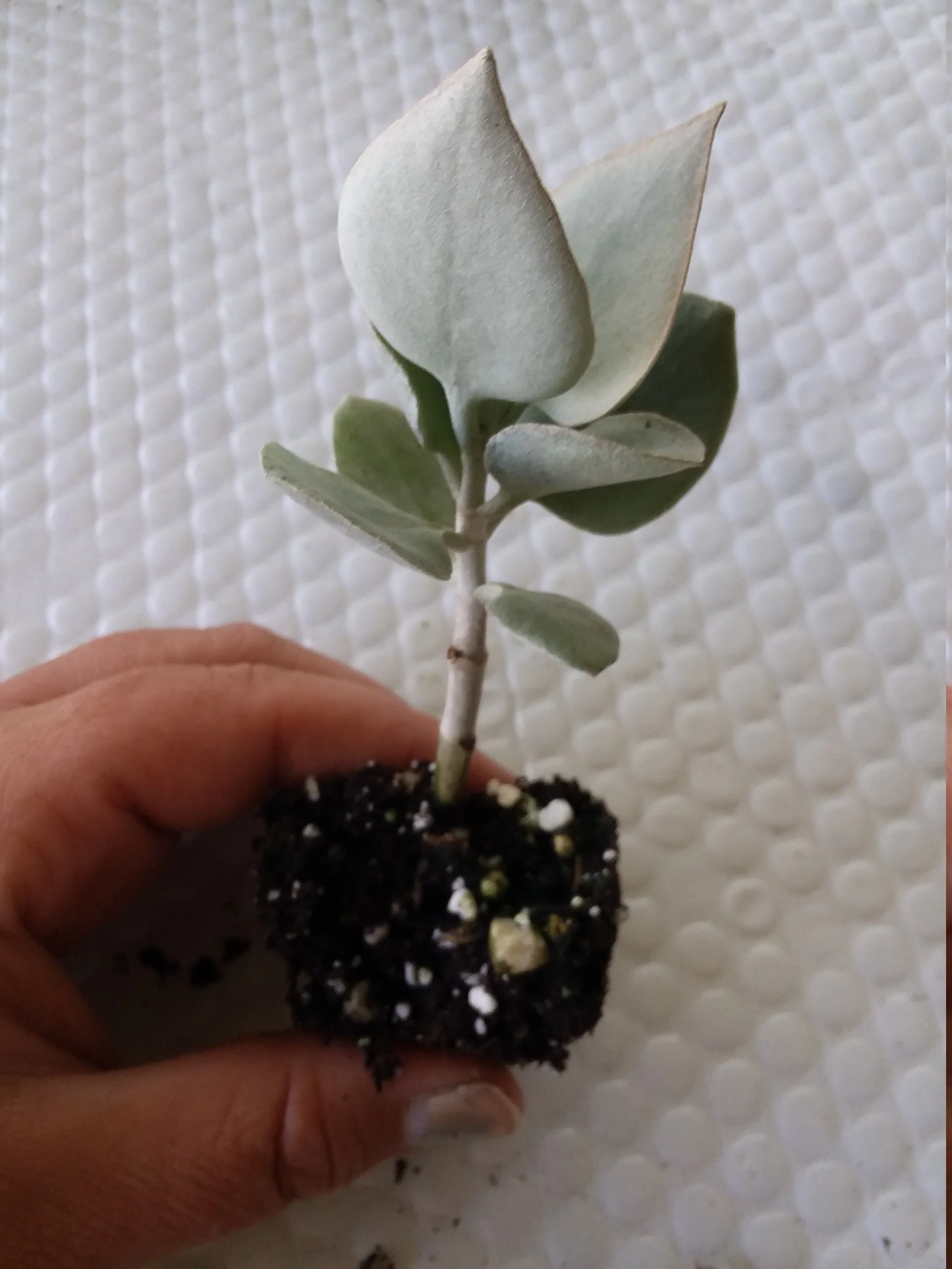 Kalanchoe Silver Teaspoons - Image 2