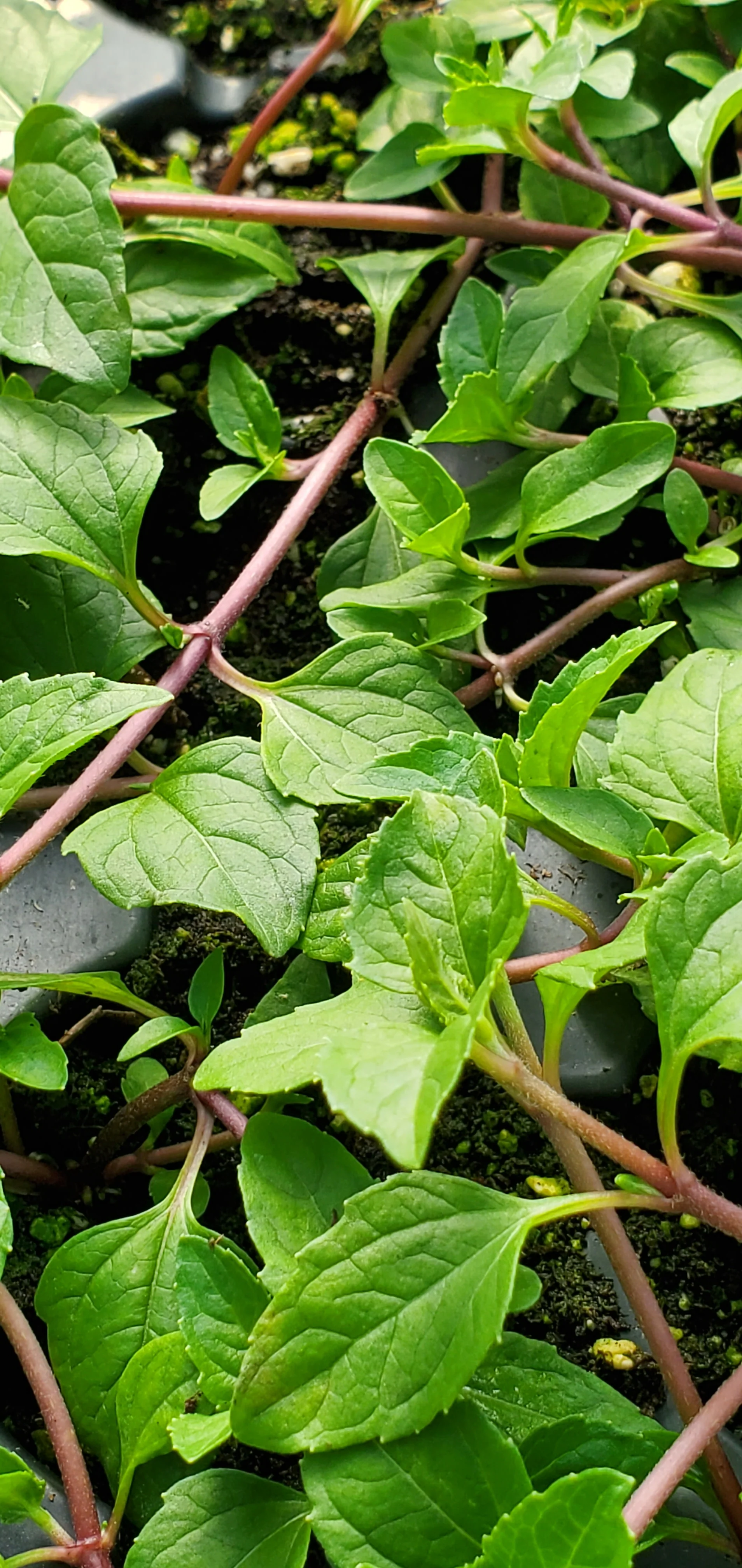 Kenyan Spilanthes Acmella Caulirhiza - Image 3