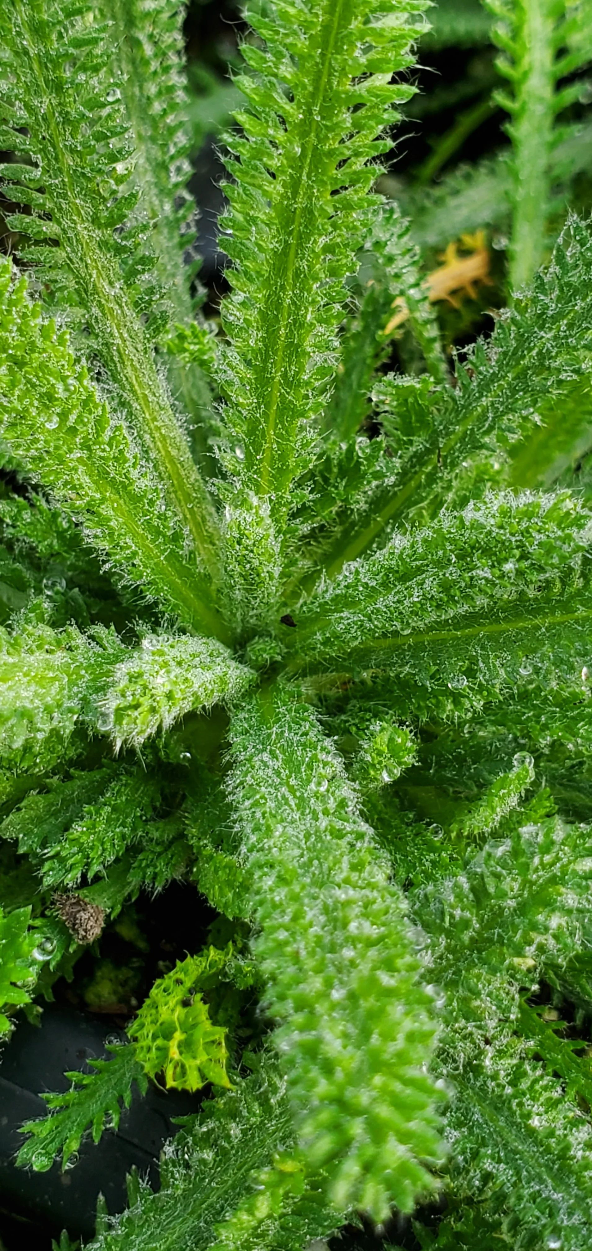 King Edward Achillea x lewisii Yarrow