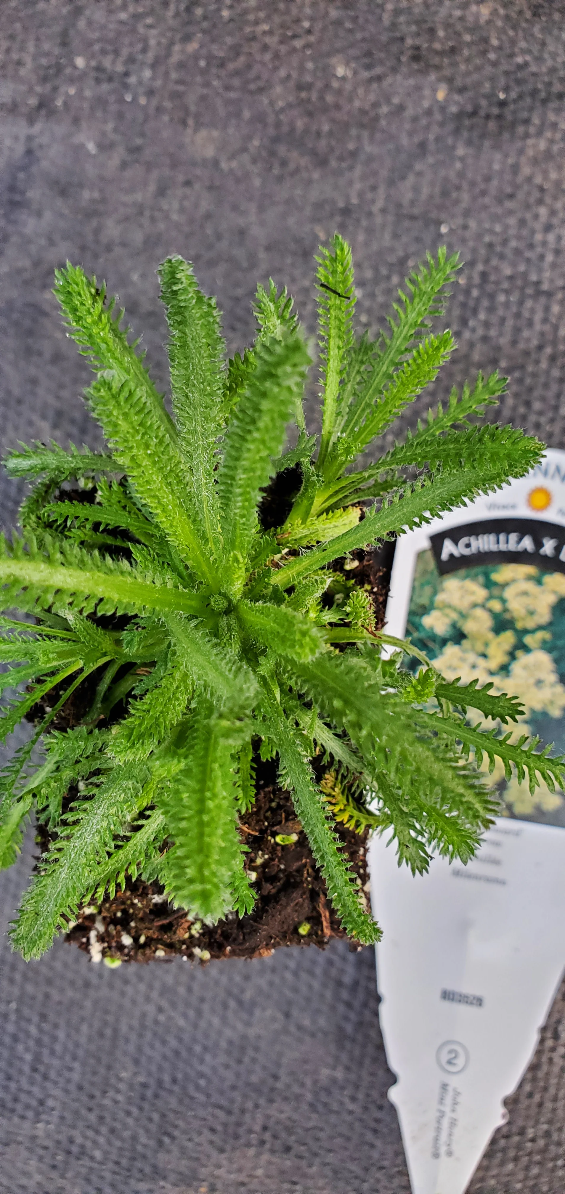 King Edward Achillea x lewisii Yarrow - Image 2