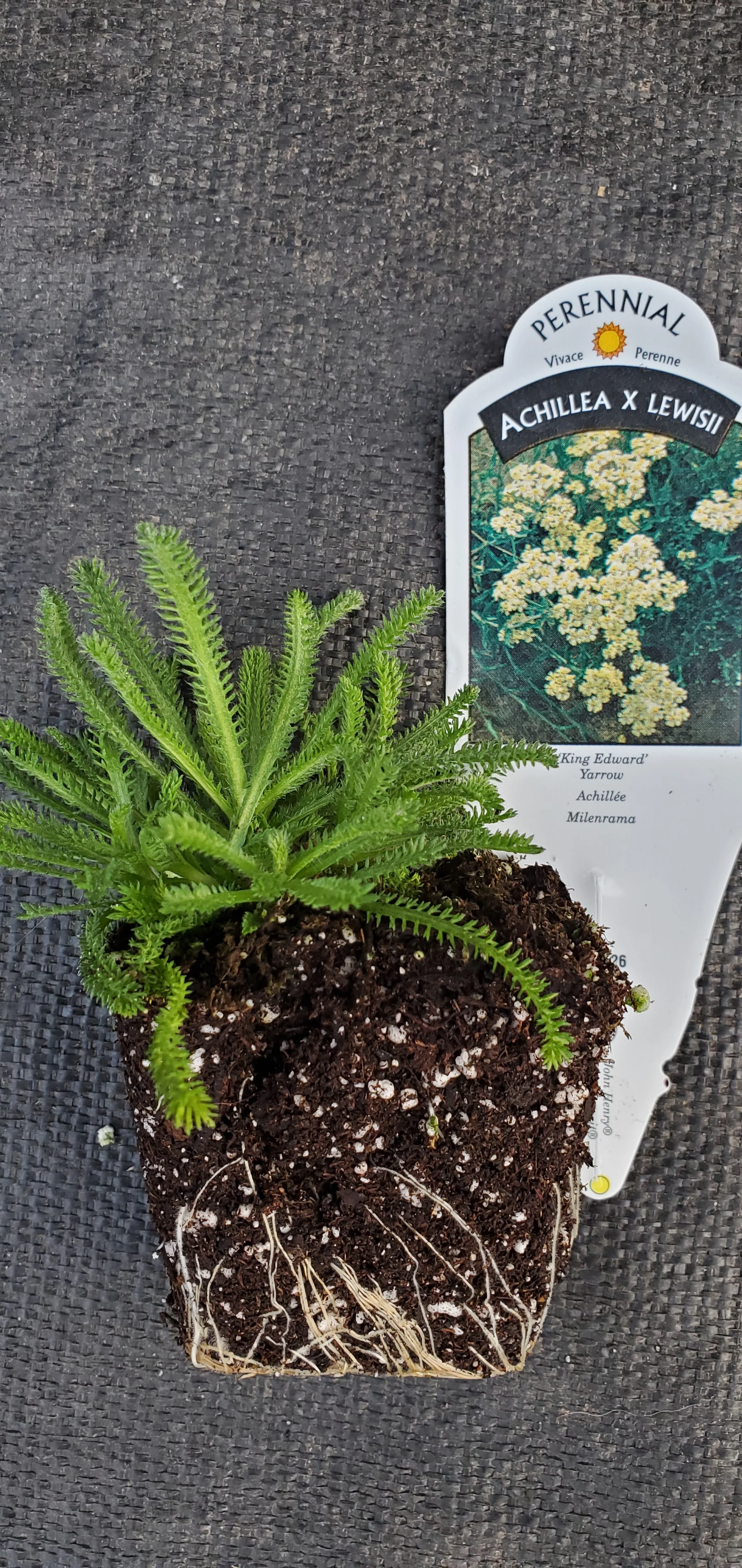 King Edward Achillea x lewisii Yarrow - Image 3