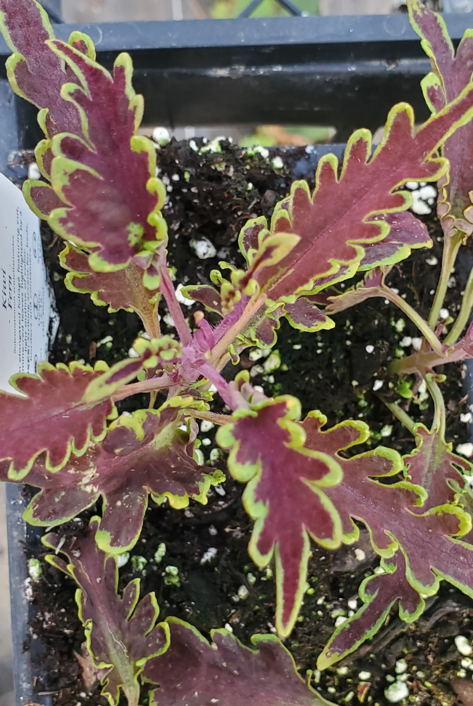 Kiwi Fern Coleus - Image 2