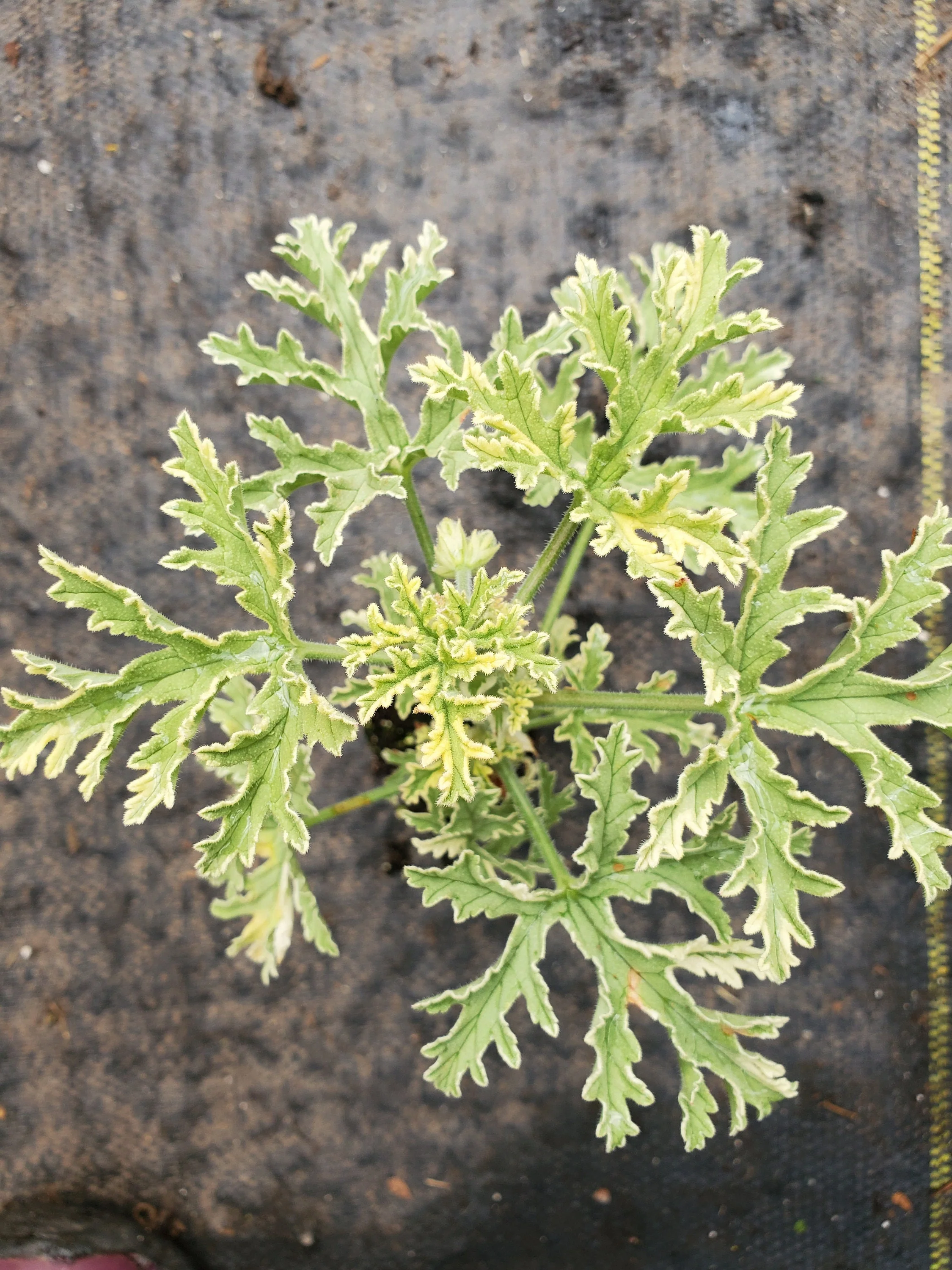 Lady Plymouth Scented Geranium