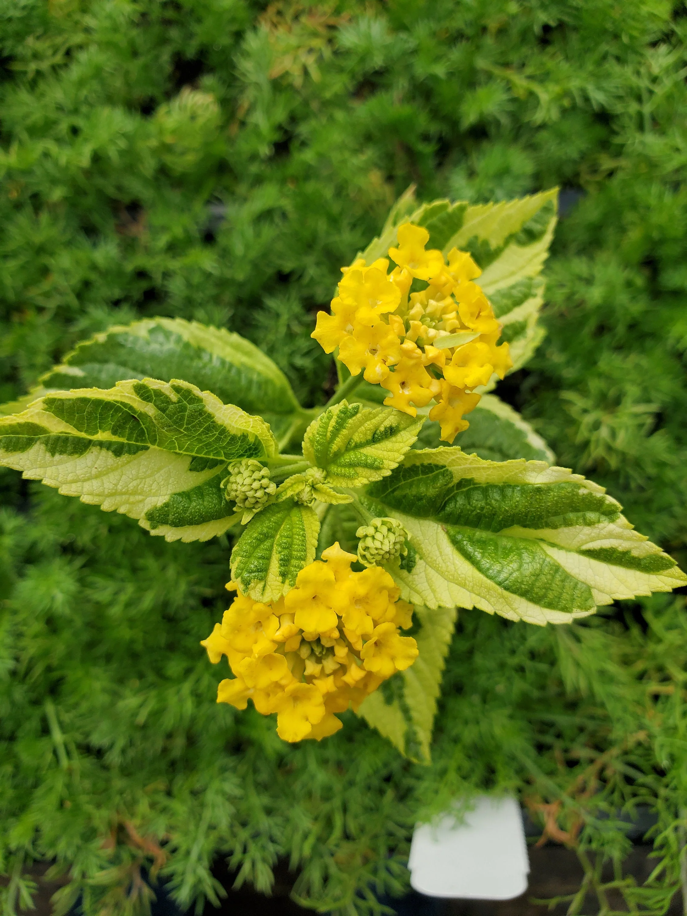Lantana Samantha