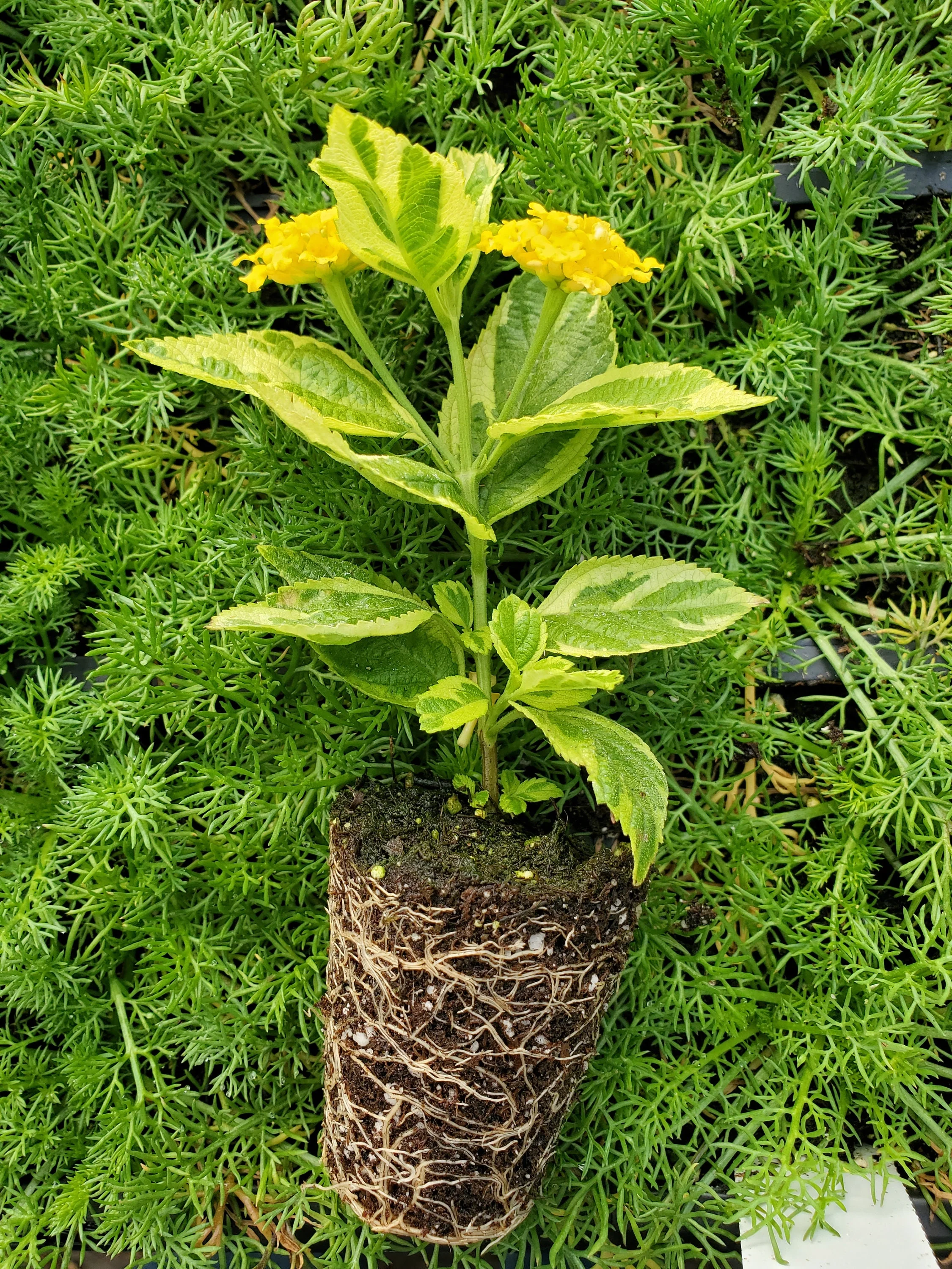 Lantana Samantha - Image 2
