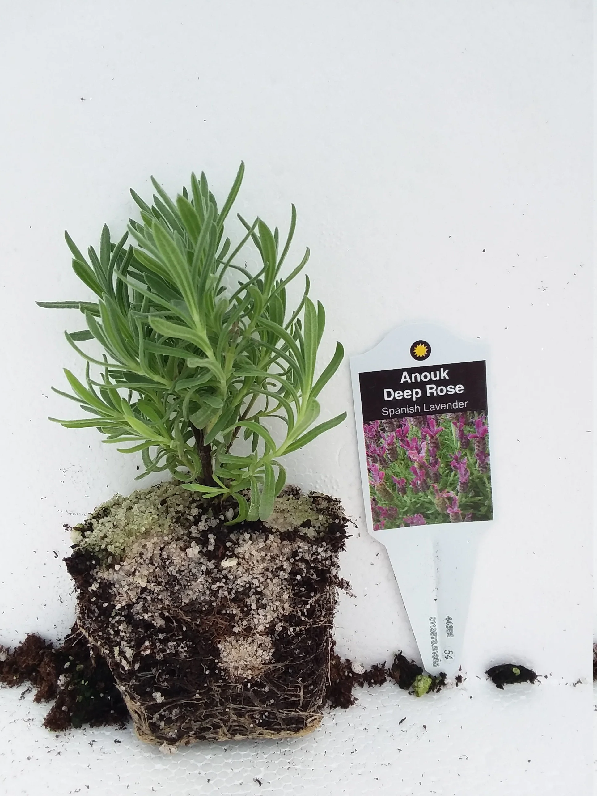 Lavender Anouk Deep Rose - Image 3