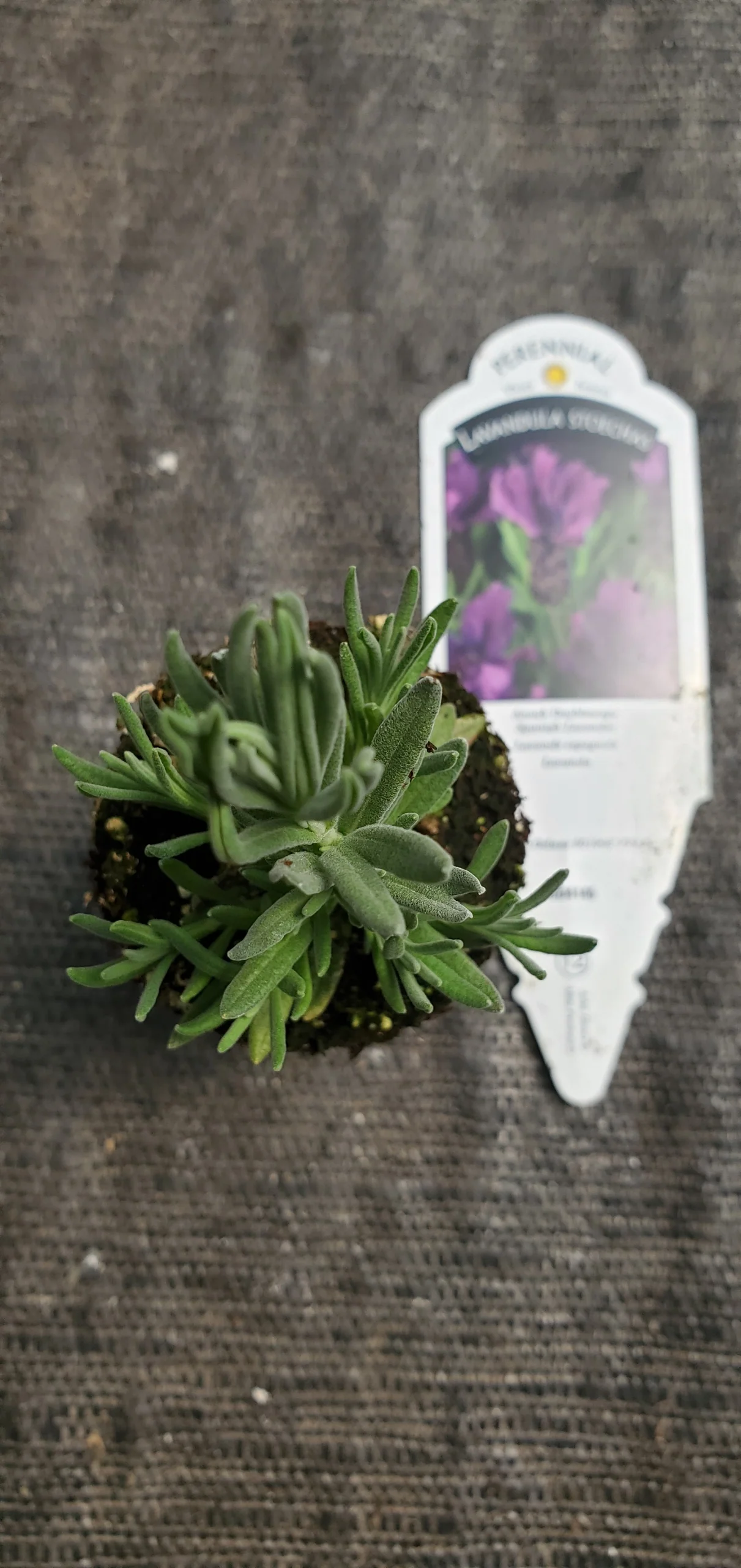 Lavender Anouk Doublescape - Image 2