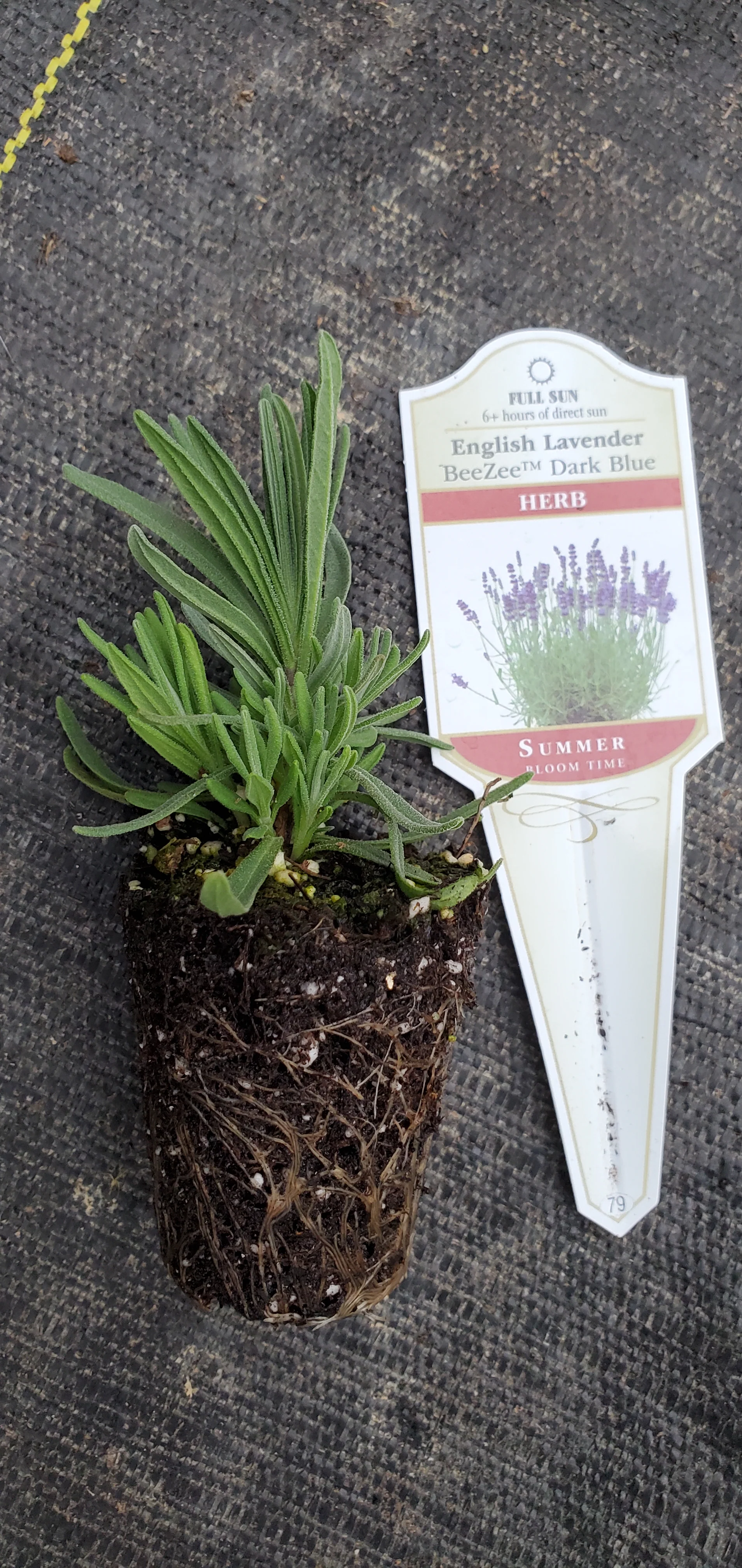 Lavender BeeZee Dark Blue - Image 2