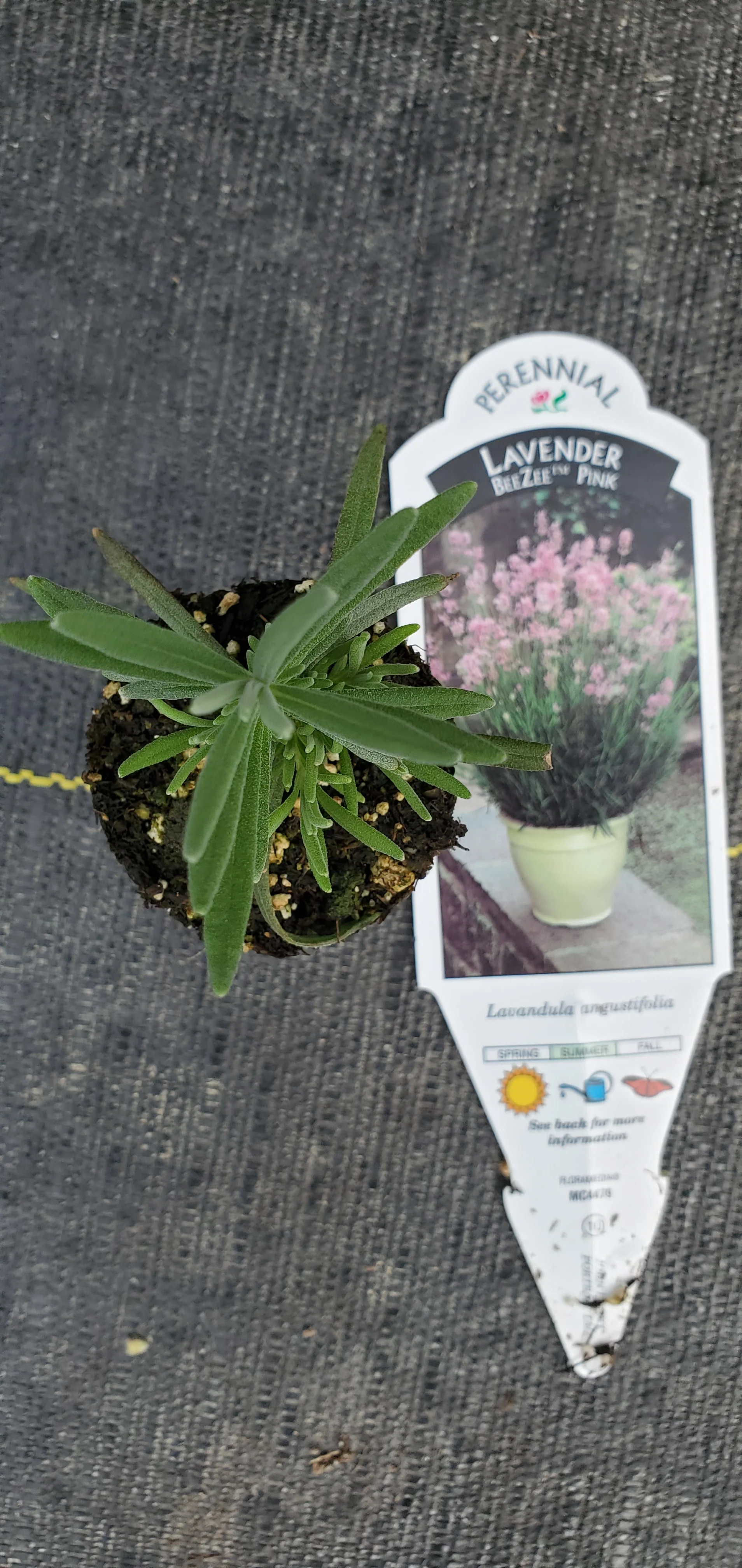 Lavender Beezee Pink