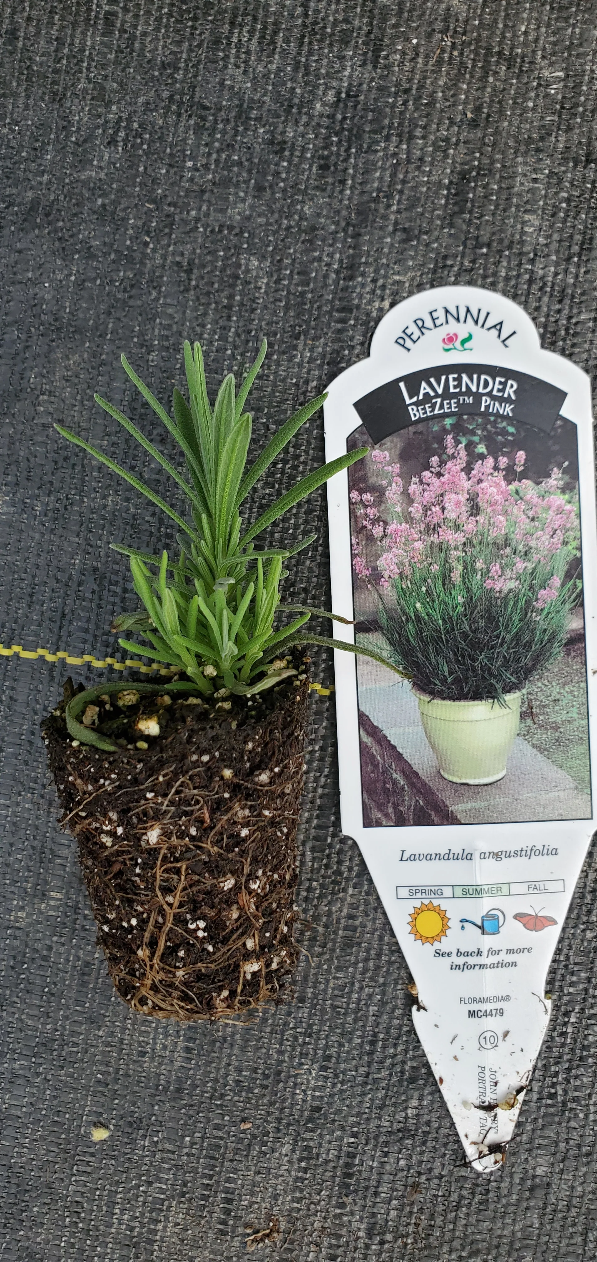 Lavender Beezee Pink - Image 2