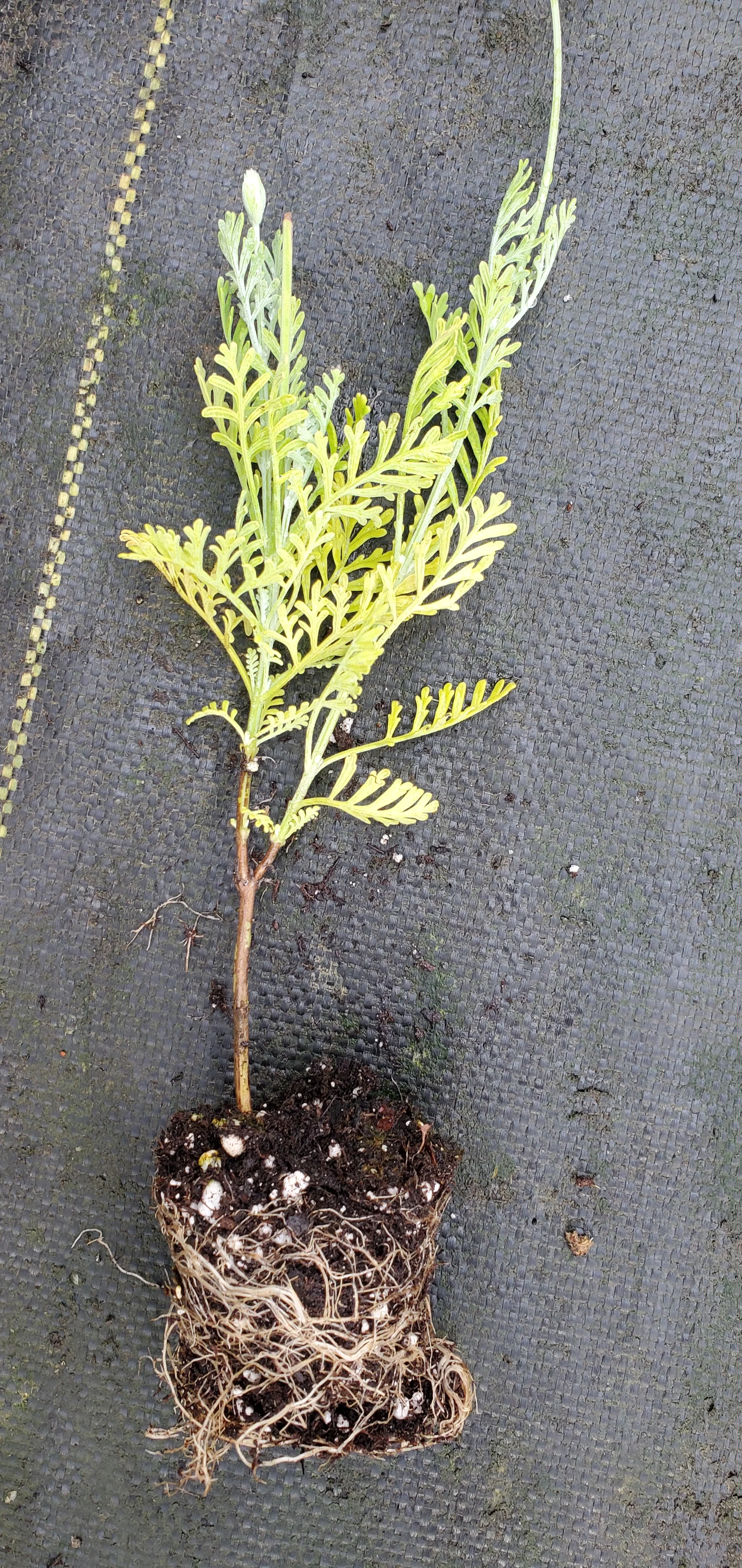 Lavender Buchii - Image 2