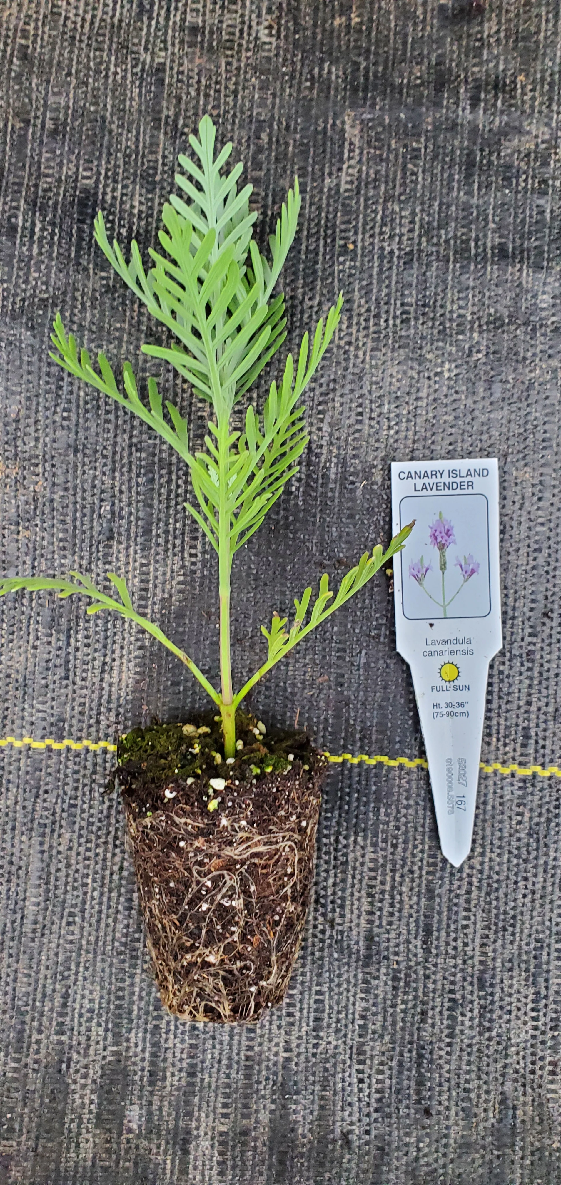 Lavender Canariensis - Image 2