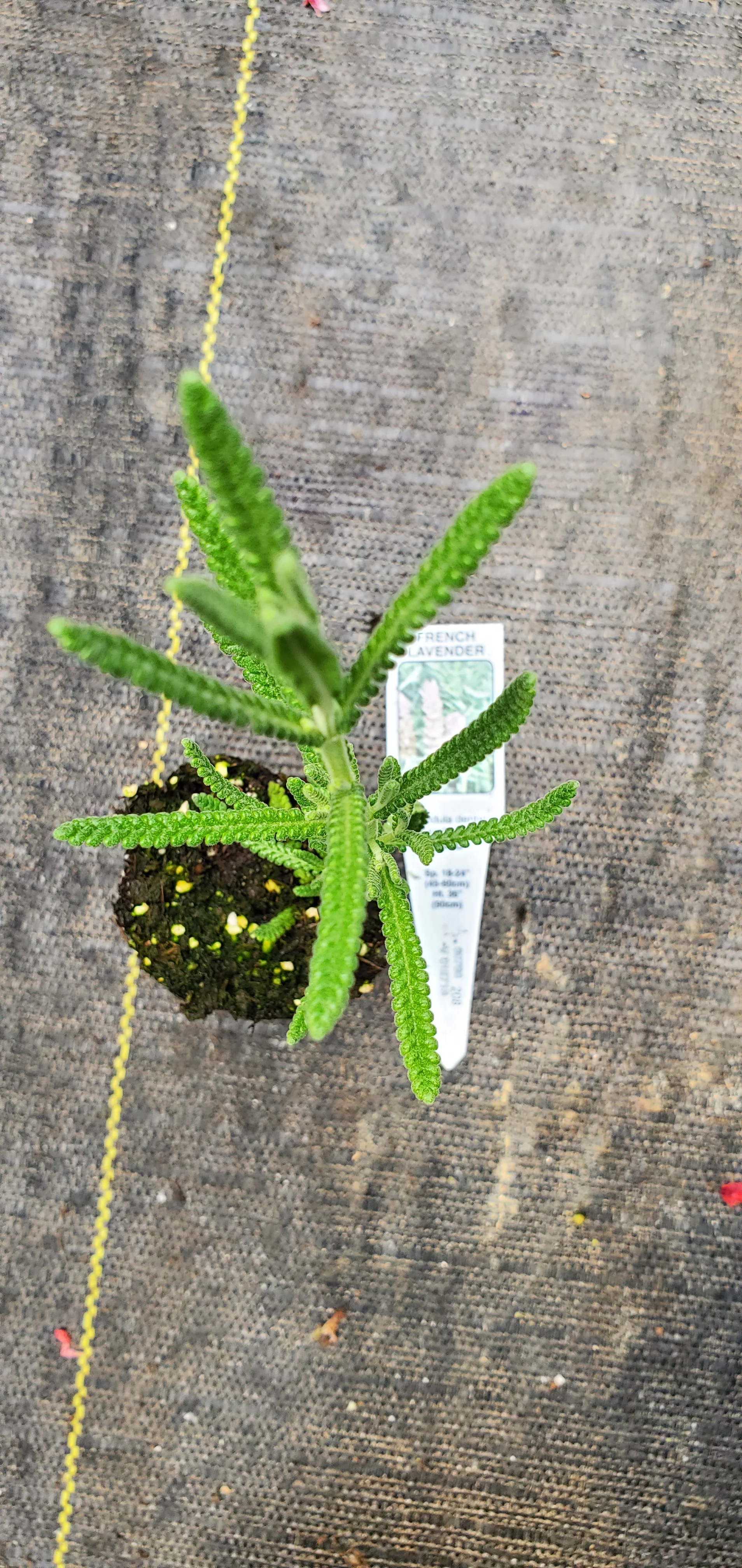 Lavender Dentata Candicans - Image 2