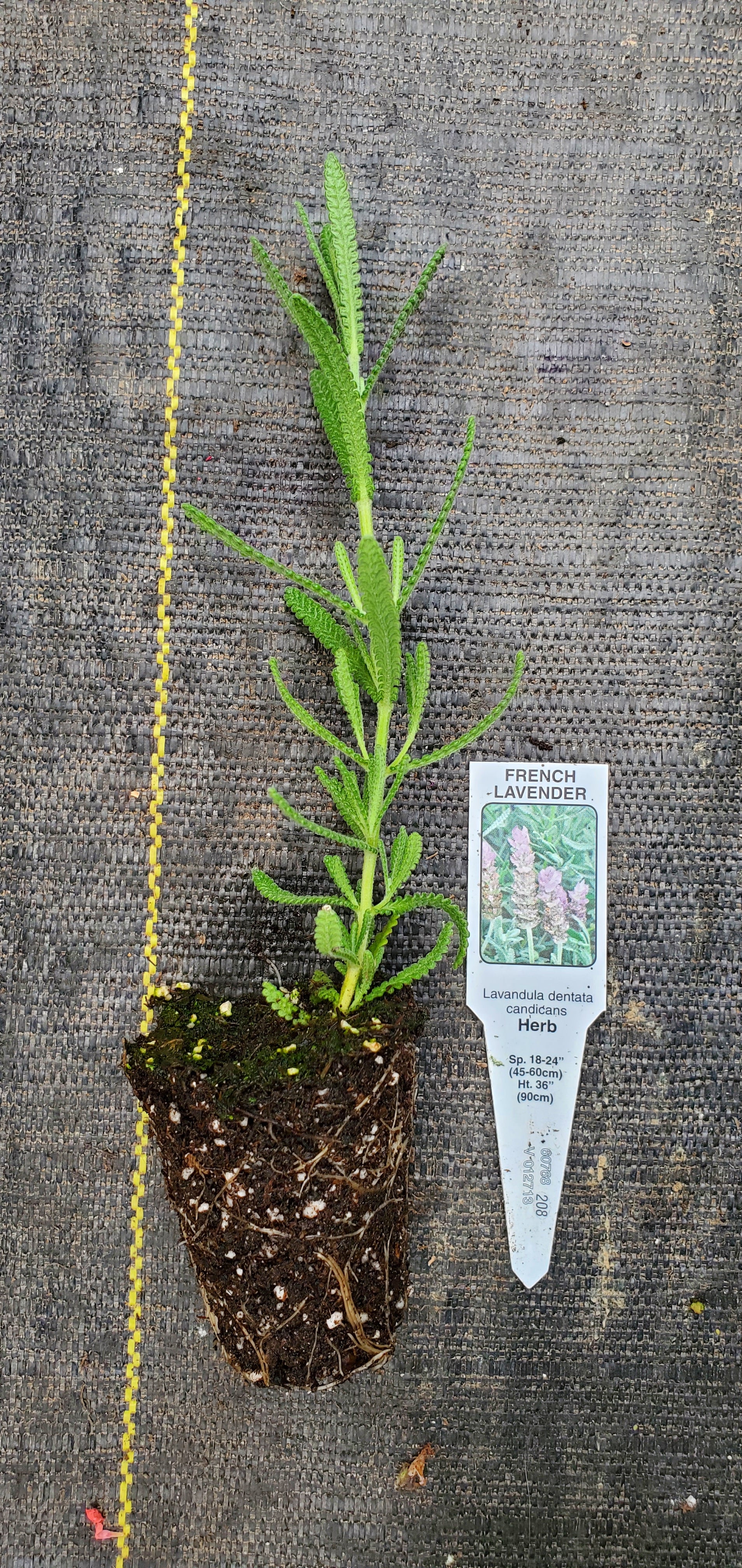 Lavender Dentata Candicans - Image 3