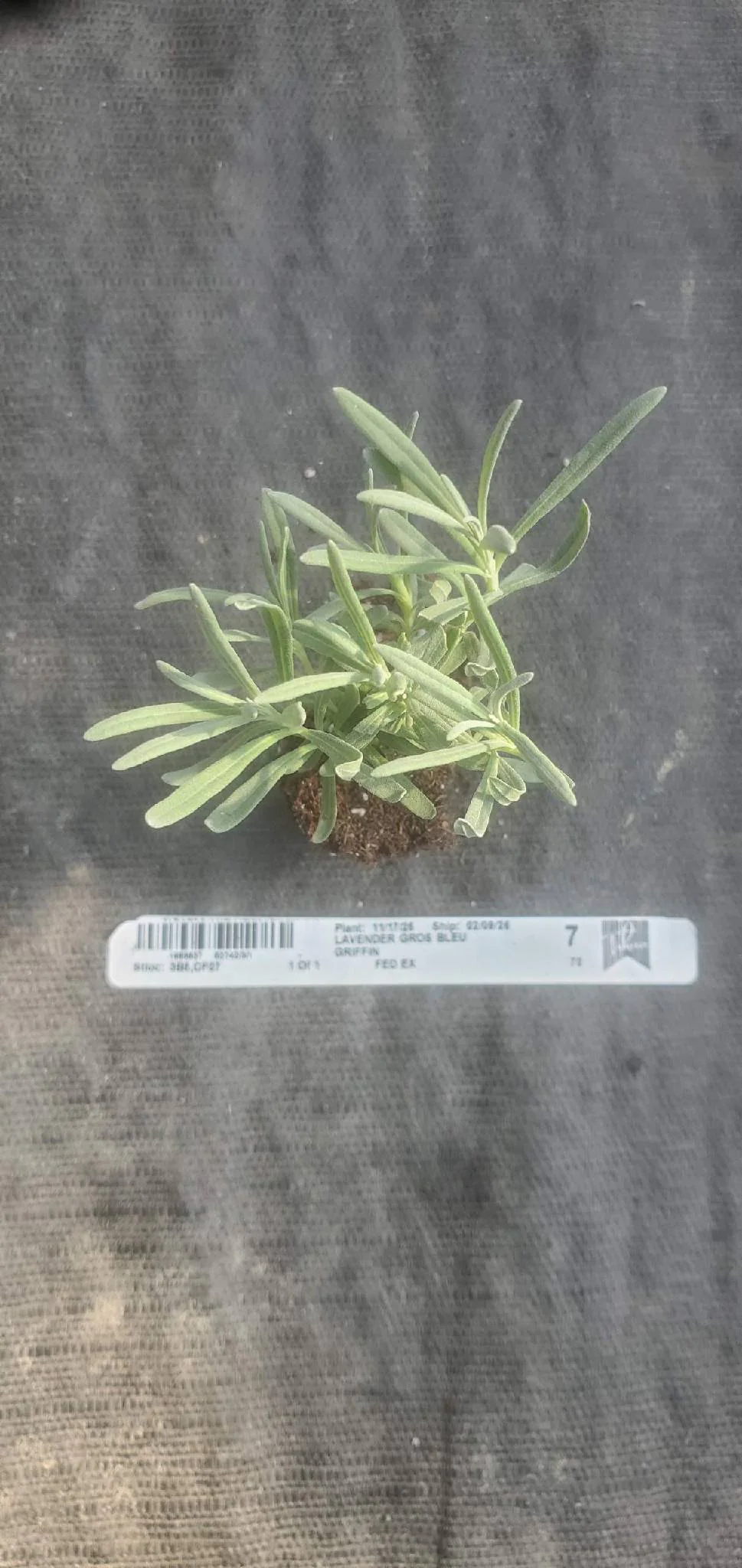 Lavender Gros Bleu - Image 2