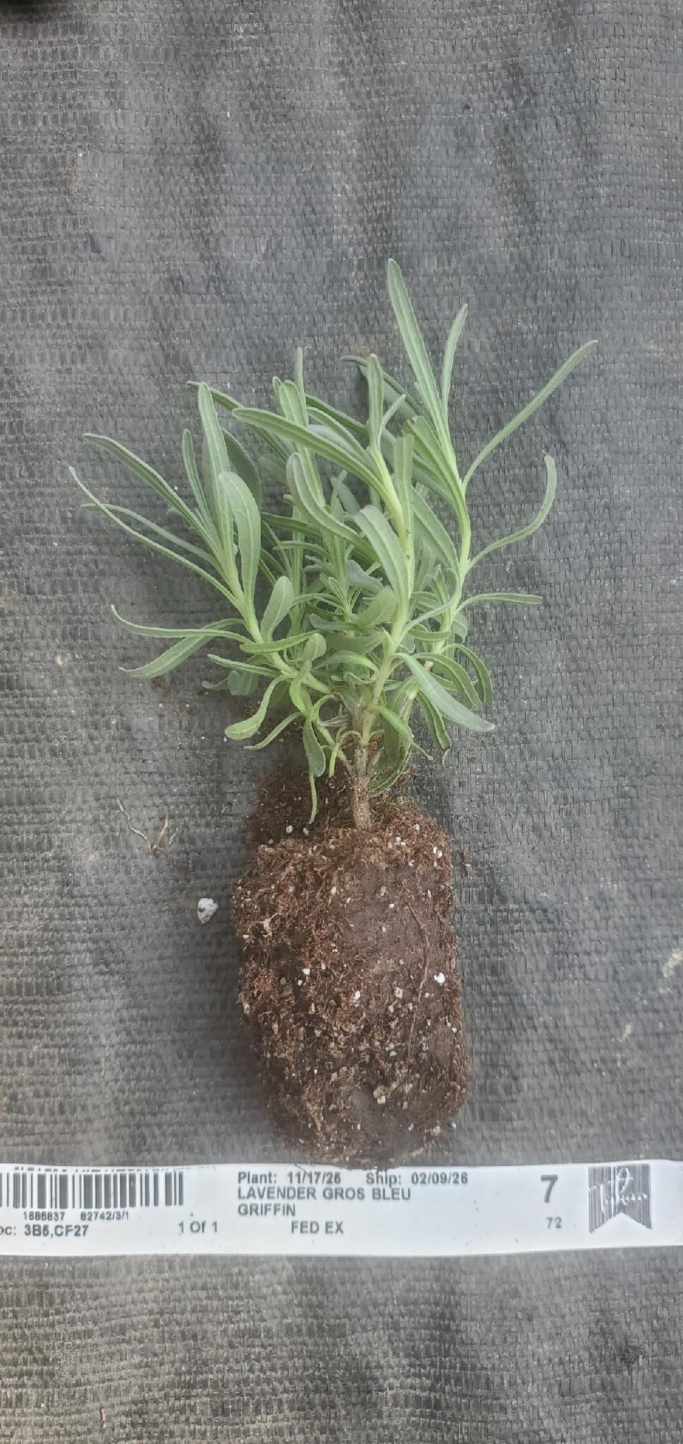 Lavender Gros Bleu - Image 3
