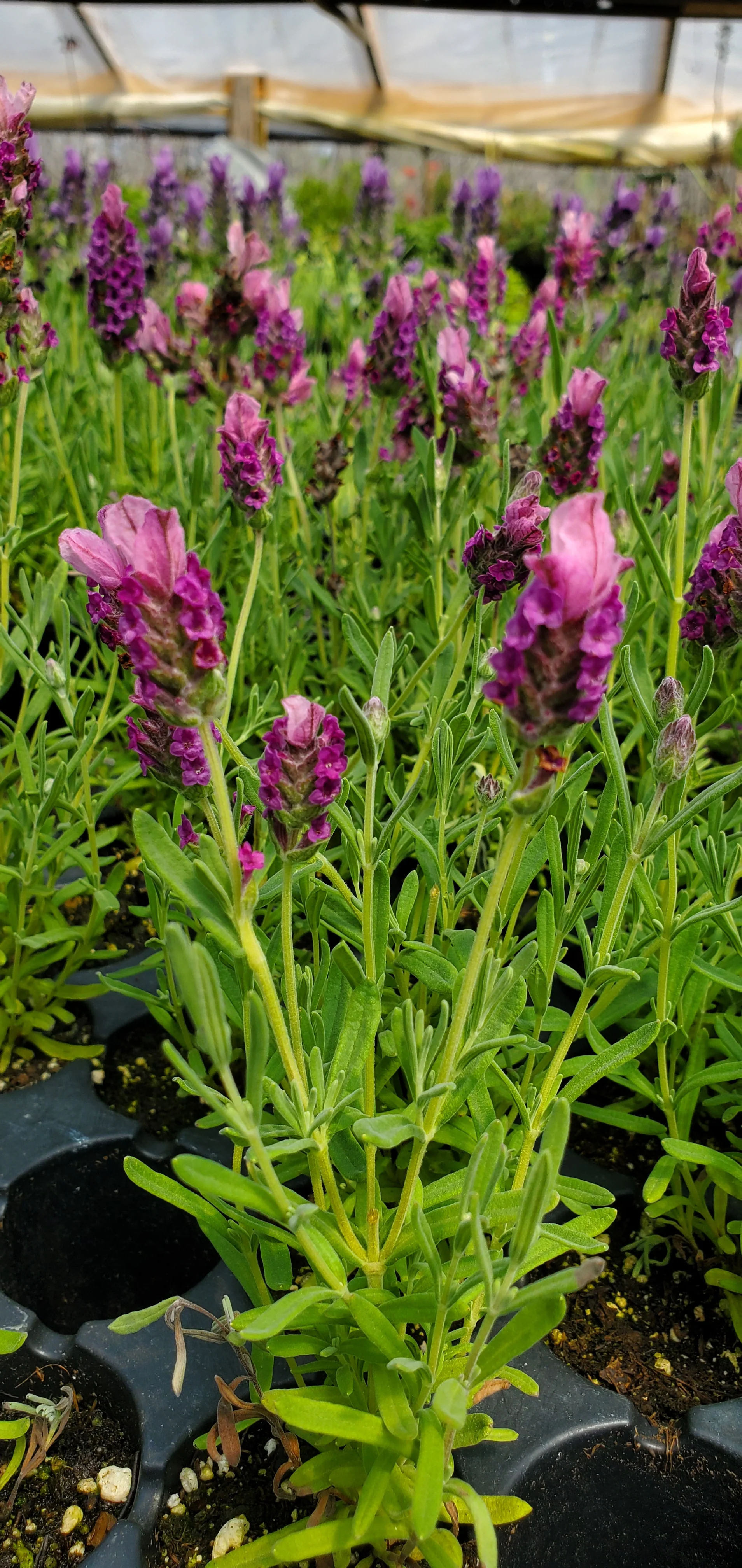 Lavender Lavlov Deep Pink